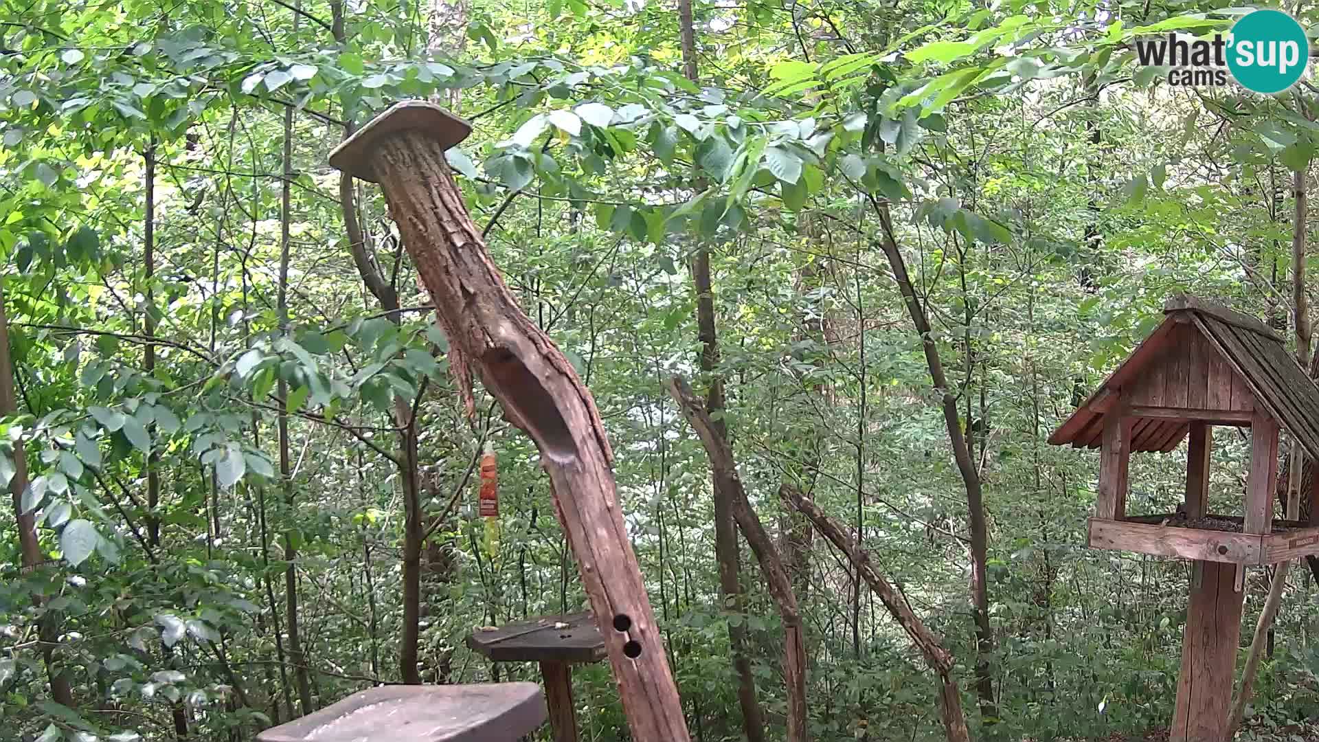 Krmilnice za ptiče v ZOO Ljubljana spletna kamera