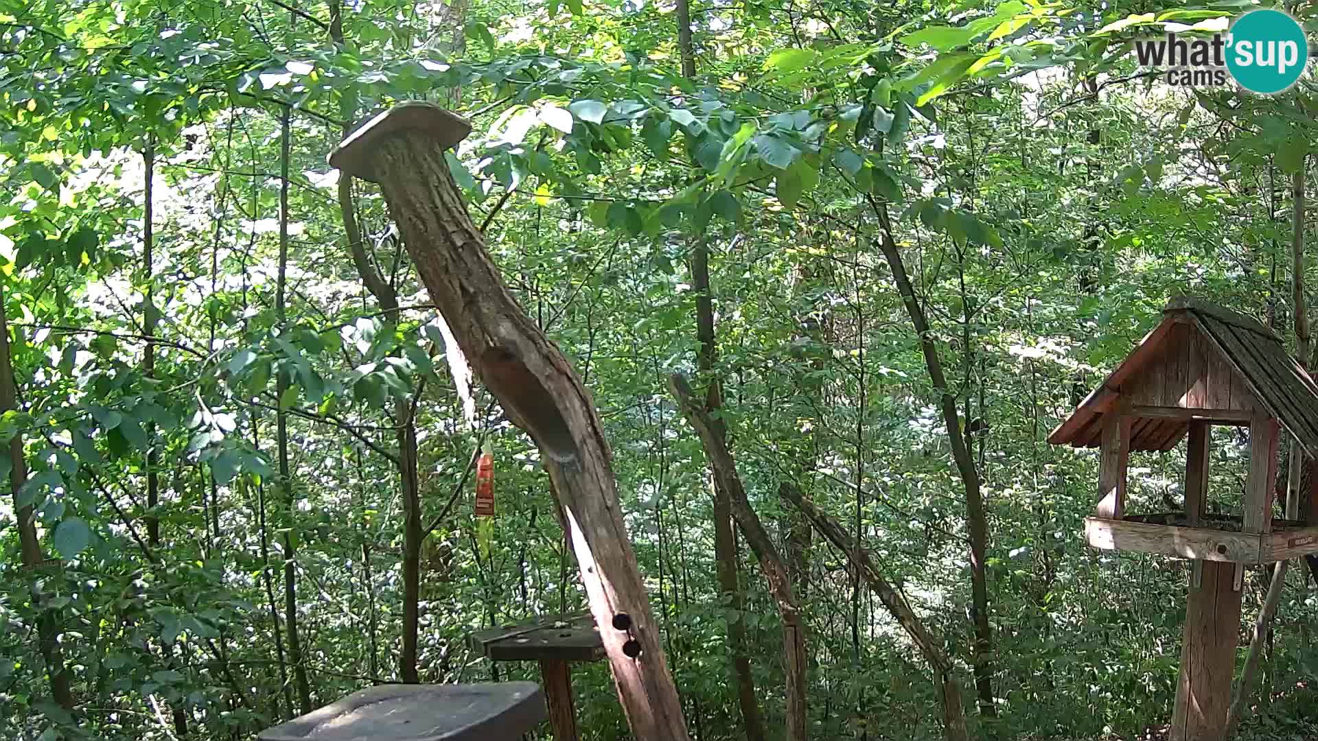 Mangiatoie per uccelli allo ZOO di Lubiana livecam