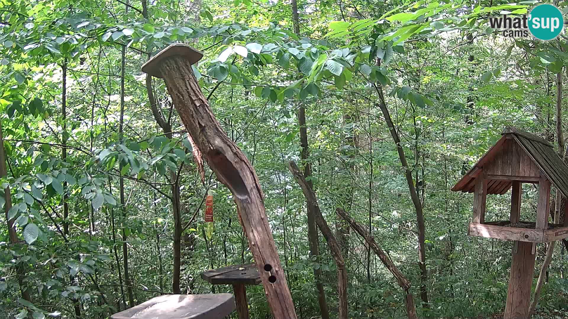 Krmilnice za ptiče v ZOO Ljubljana spletna kamera