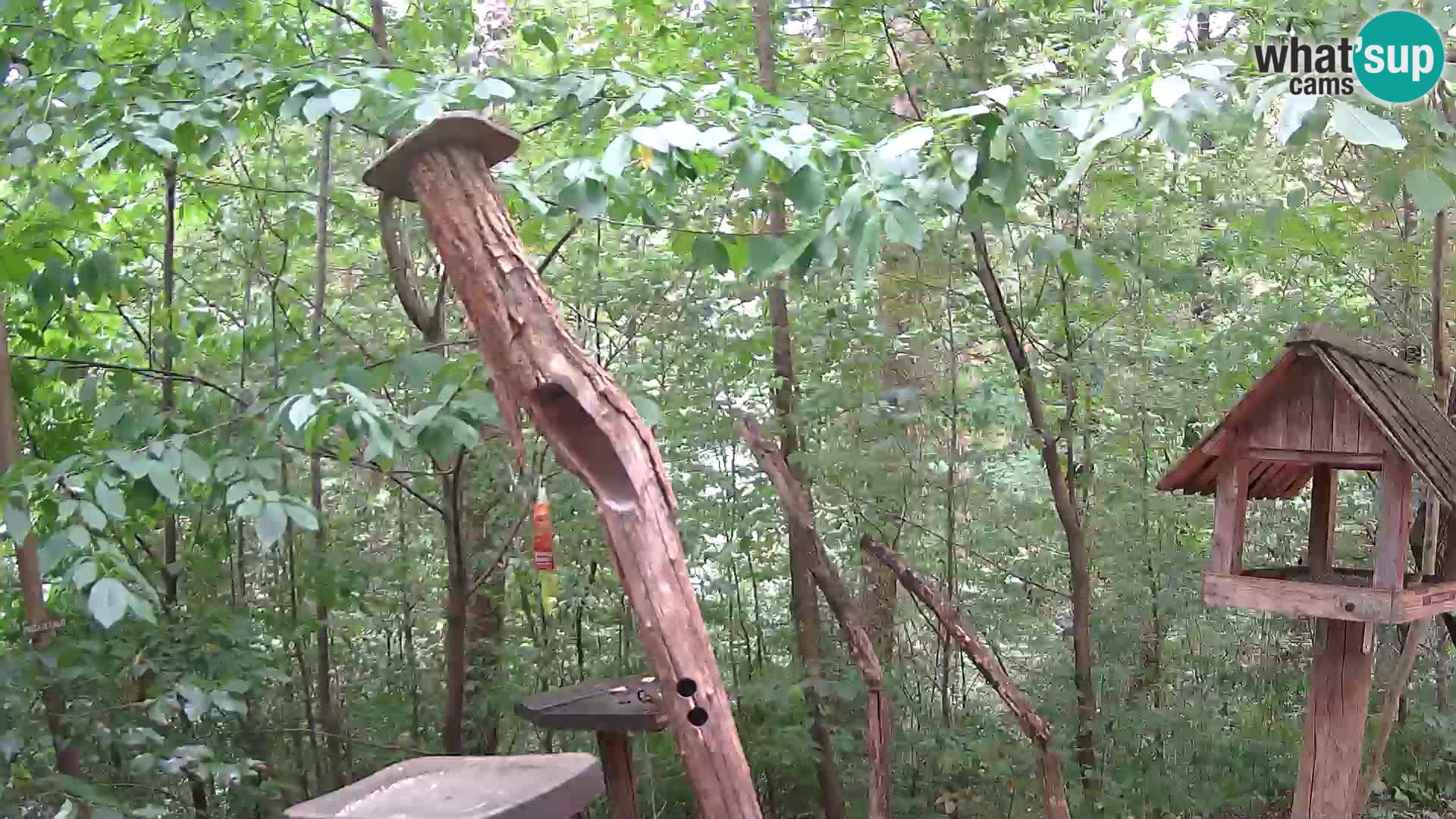 Vogelfutterhäuschen im ZOO webcam Ljubljana