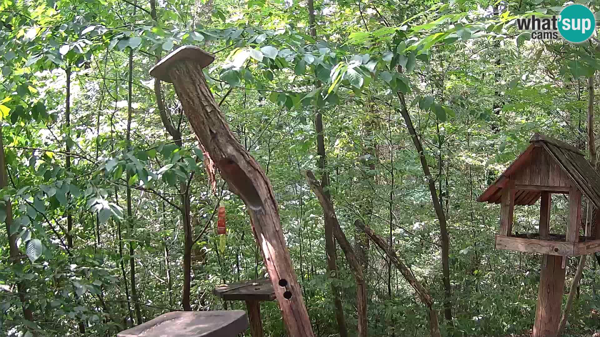 Comederos para pájaros en ZOO Ljubljana camera en vivo