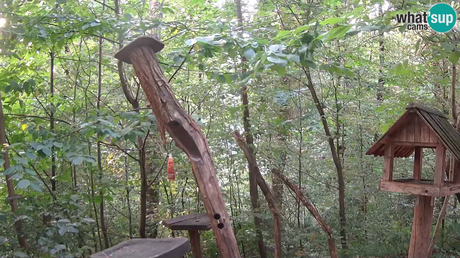 Mangeoires pour oiseaux au ZOO live webcam Ljubljana