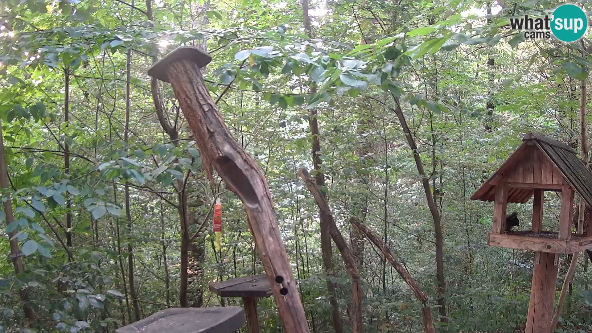 Comederos para pájaros en ZOO Ljubljana camera en vivo