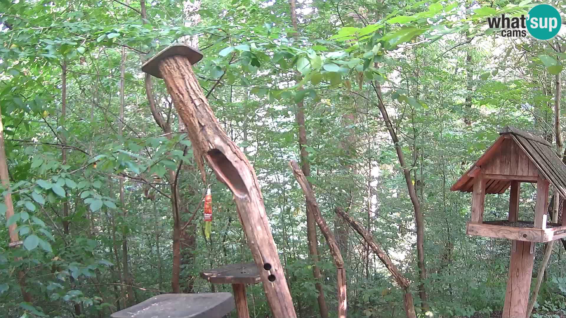 Vogelfutterhäuschen im ZOO webcam Ljubljana