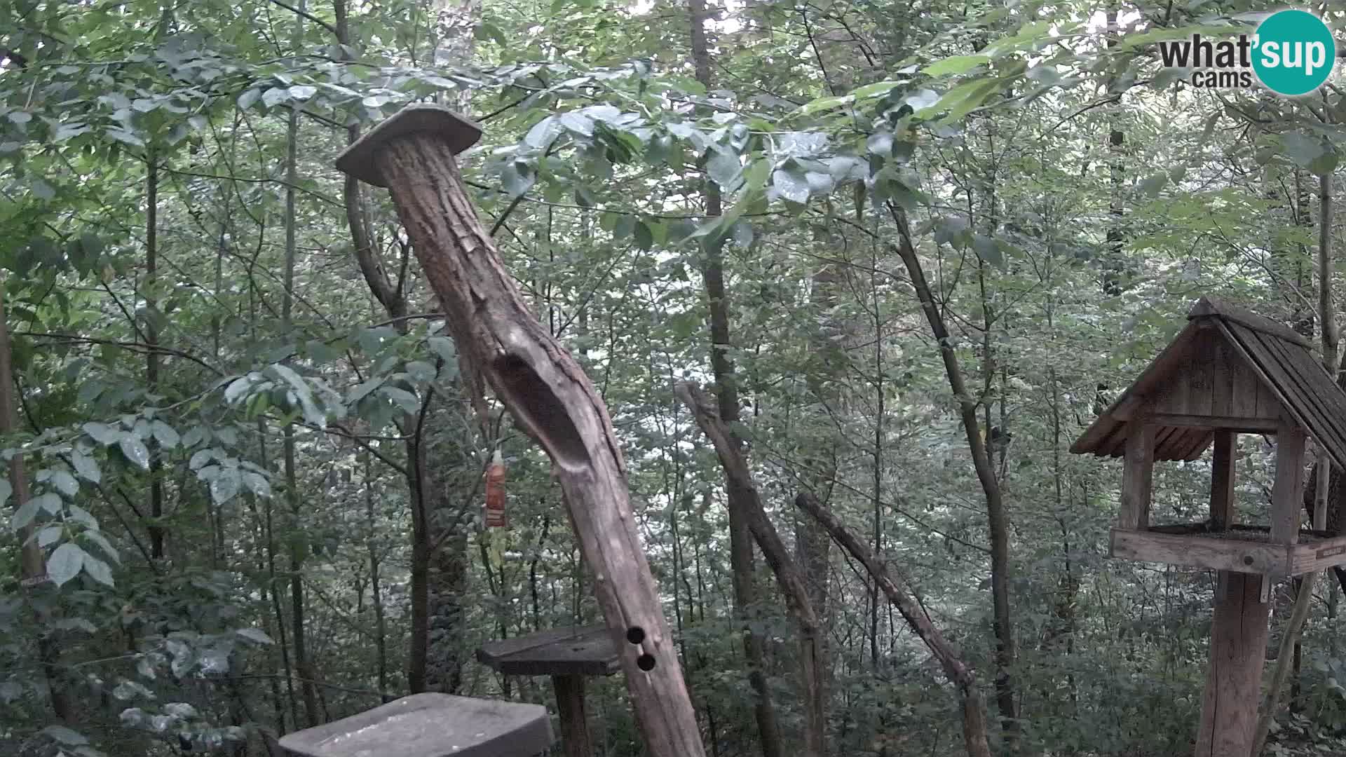 Bird feeders at ZOO Ljubljana webcam