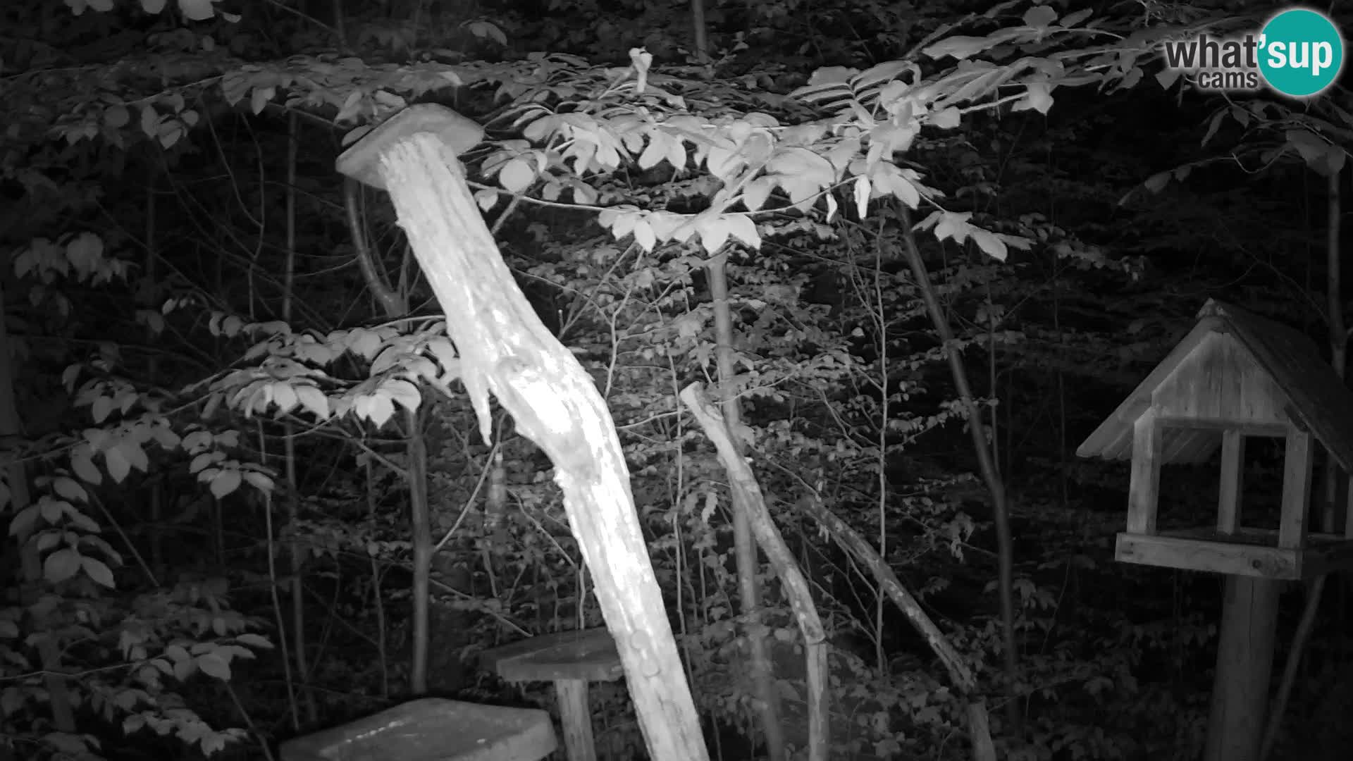 Mangiatoie per uccelli allo ZOO di Lubiana livecam