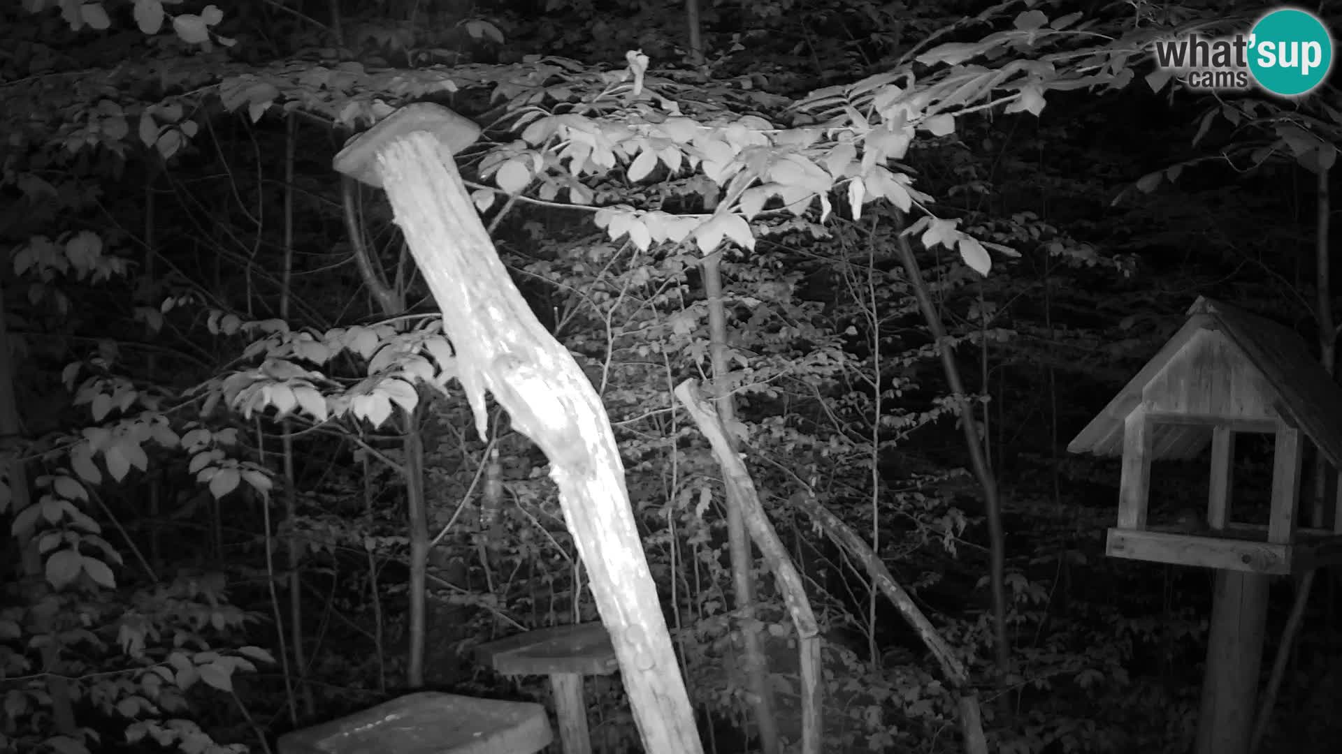 Mangiatoie per uccelli allo ZOO di Lubiana livecam