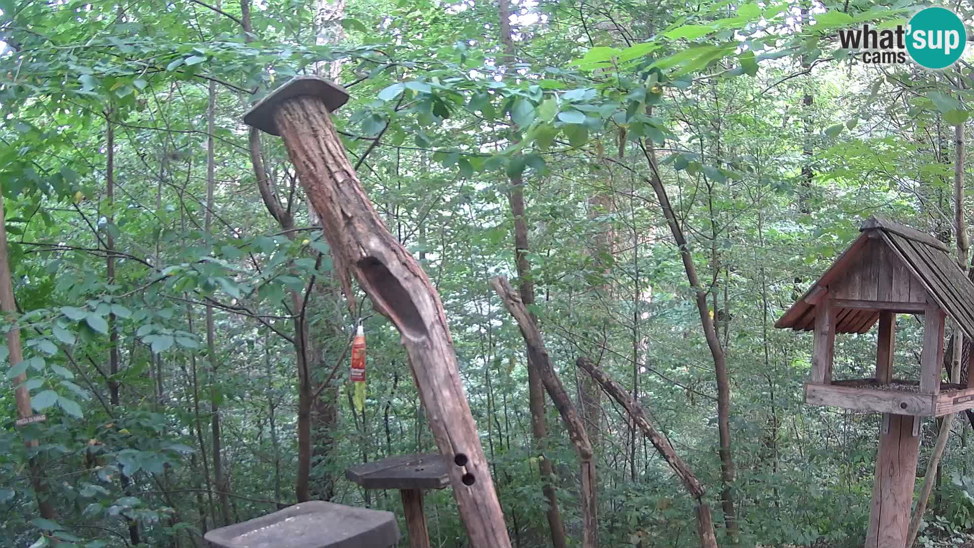 Hranilice za ptice u ZOO web kamera Ljubljana