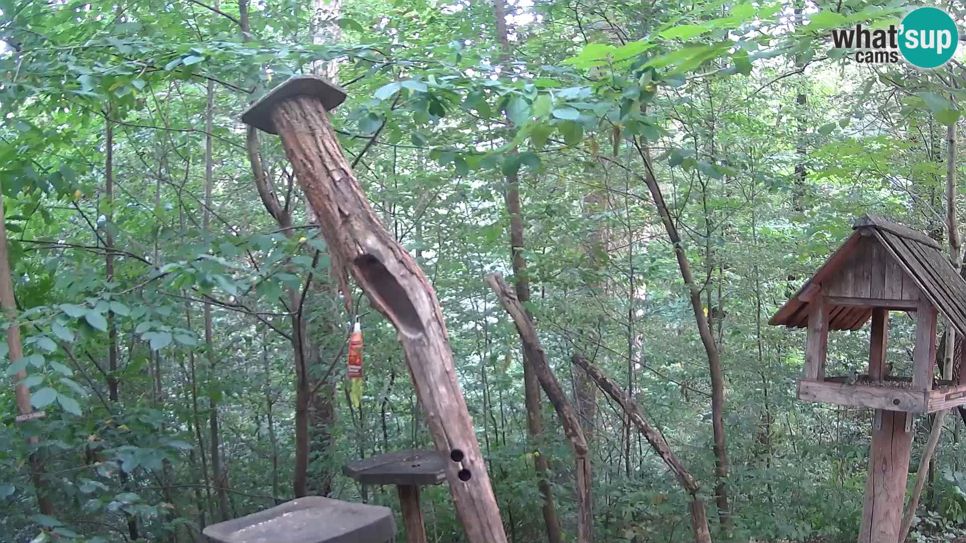 Comederos para pájaros en ZOO Ljubljana camera en vivo