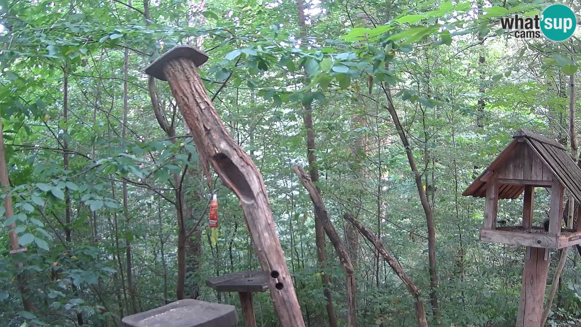 Krmilnice za ptiče v ZOO Ljubljana spletna kamera