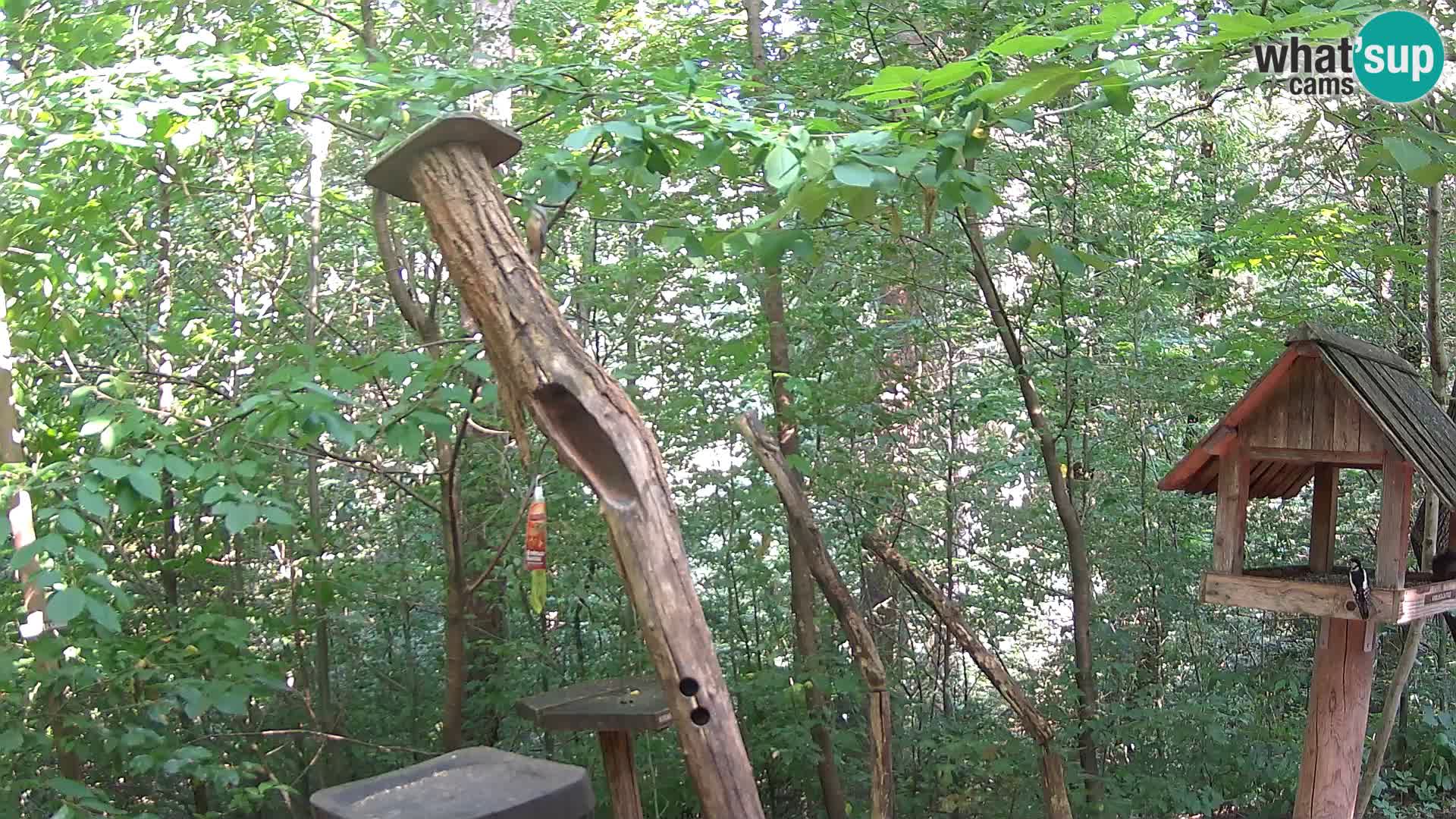 Bird feeders at ZOO Ljubljana webcam