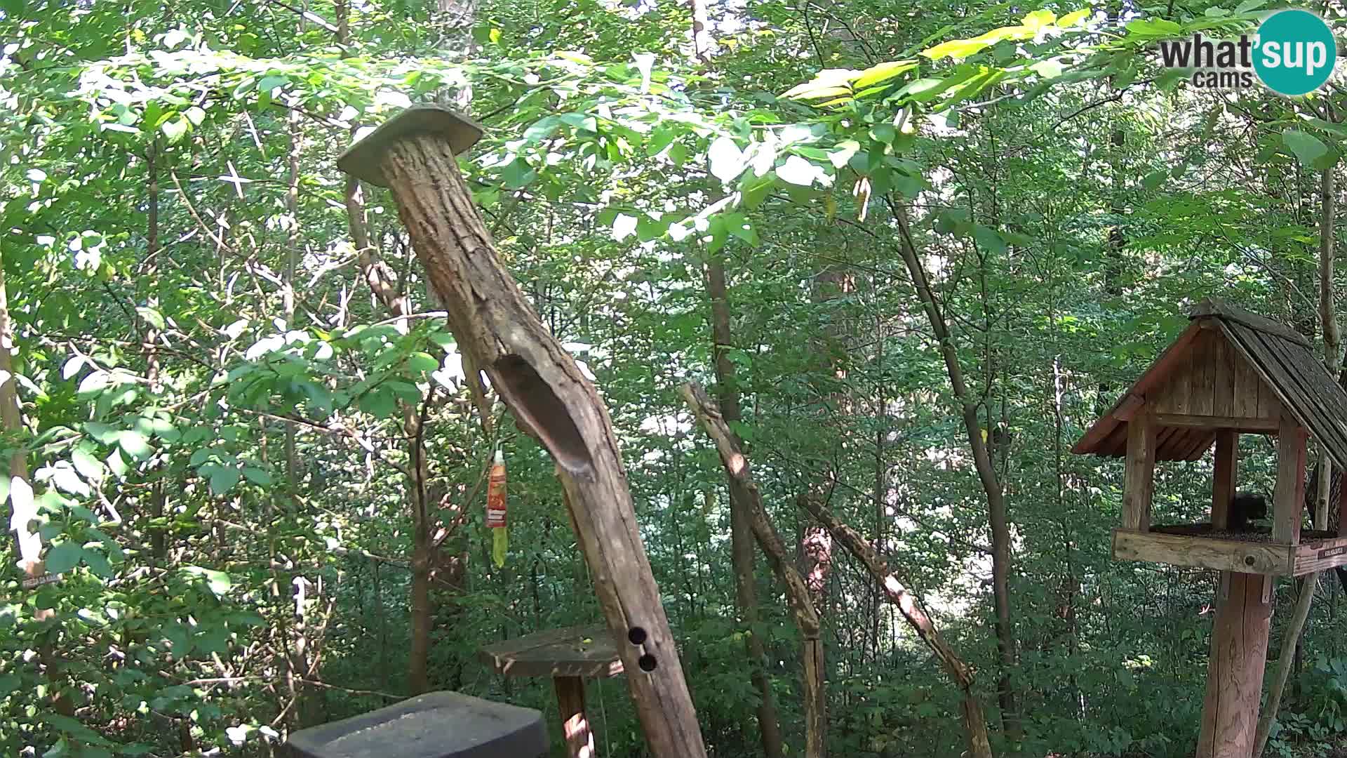 Bird feeders at ZOO Ljubljana webcam