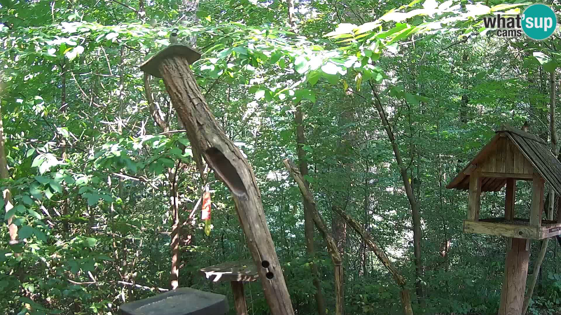 Bird feeders at ZOO Ljubljana webcam