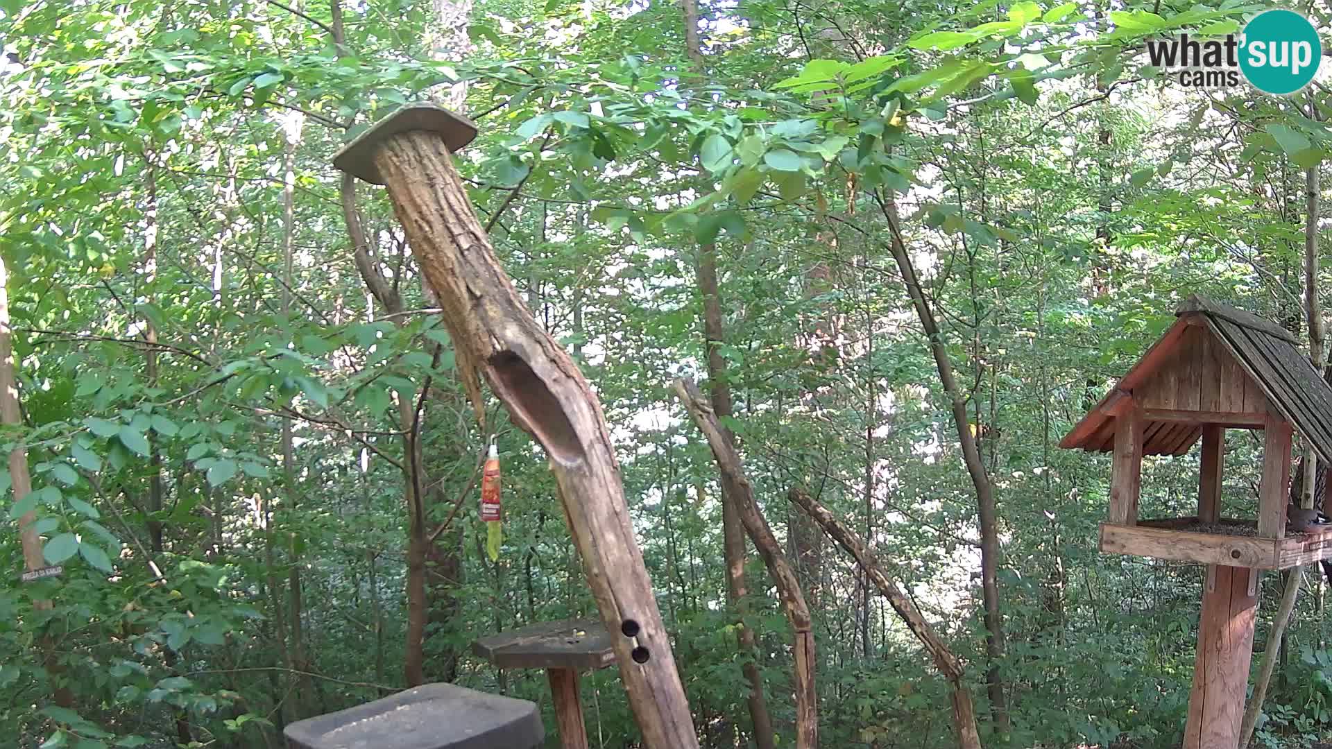 Krmilnice za ptiče v ZOO Ljubljana spletna kamera