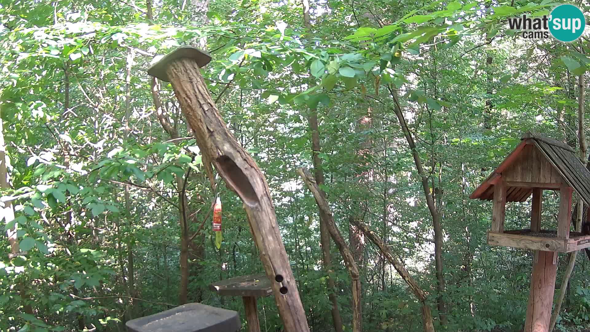 Bird feeders at ZOO Ljubljana webcam