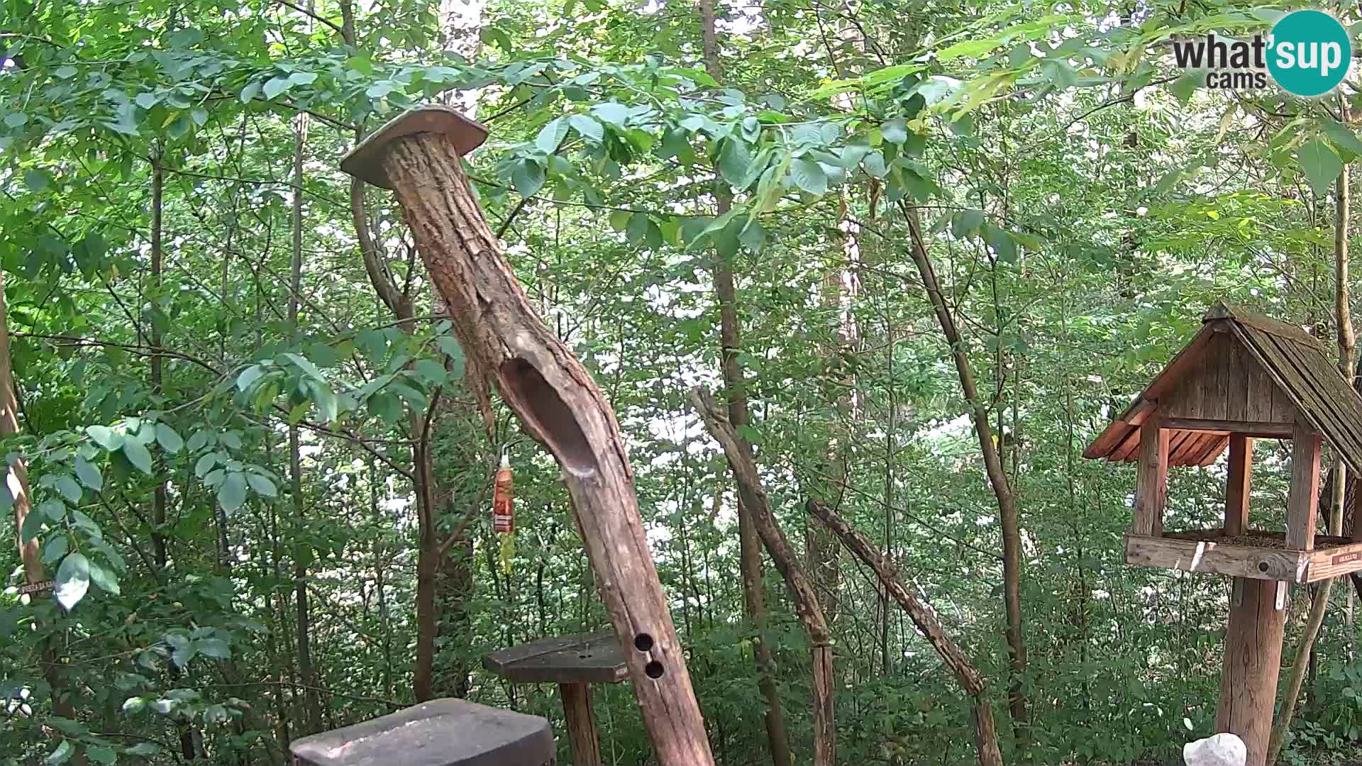 Bird feeders at ZOO Ljubljana webcam