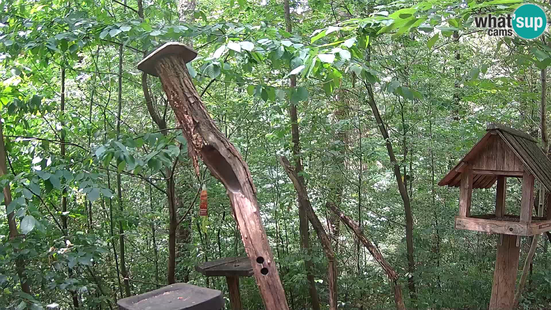 Bird feeders at ZOO Ljubljana webcam