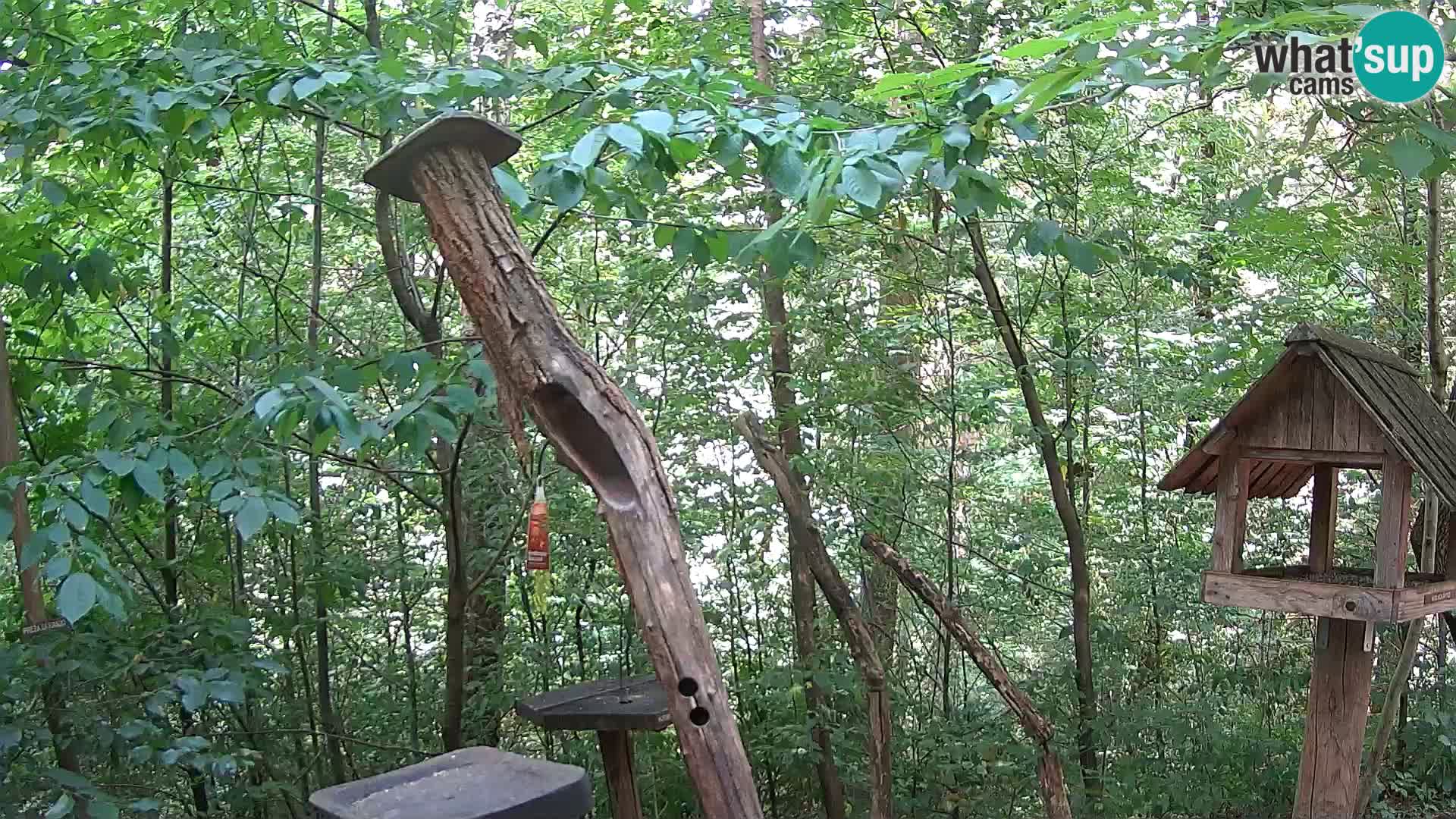 Comederos para pájaros en ZOO Ljubljana camera en vivo