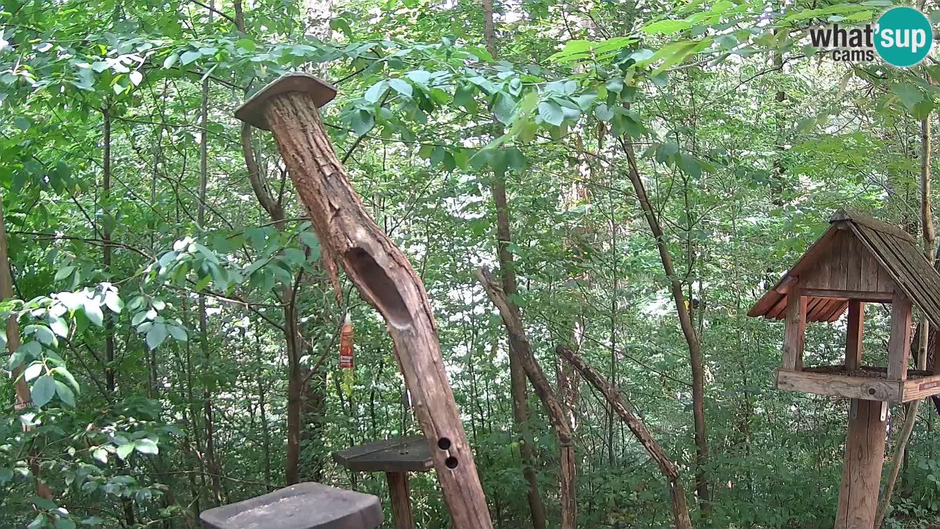 Hranilice za ptice u ZOO web kamera Ljubljana