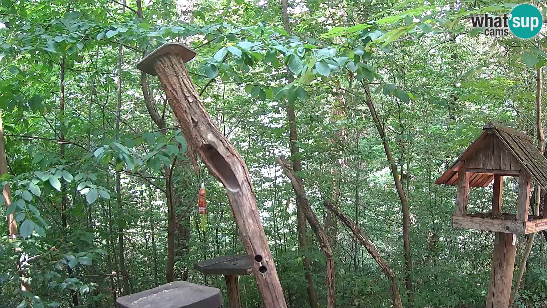 Comederos para pájaros en ZOO Ljubljana camera en vivo
