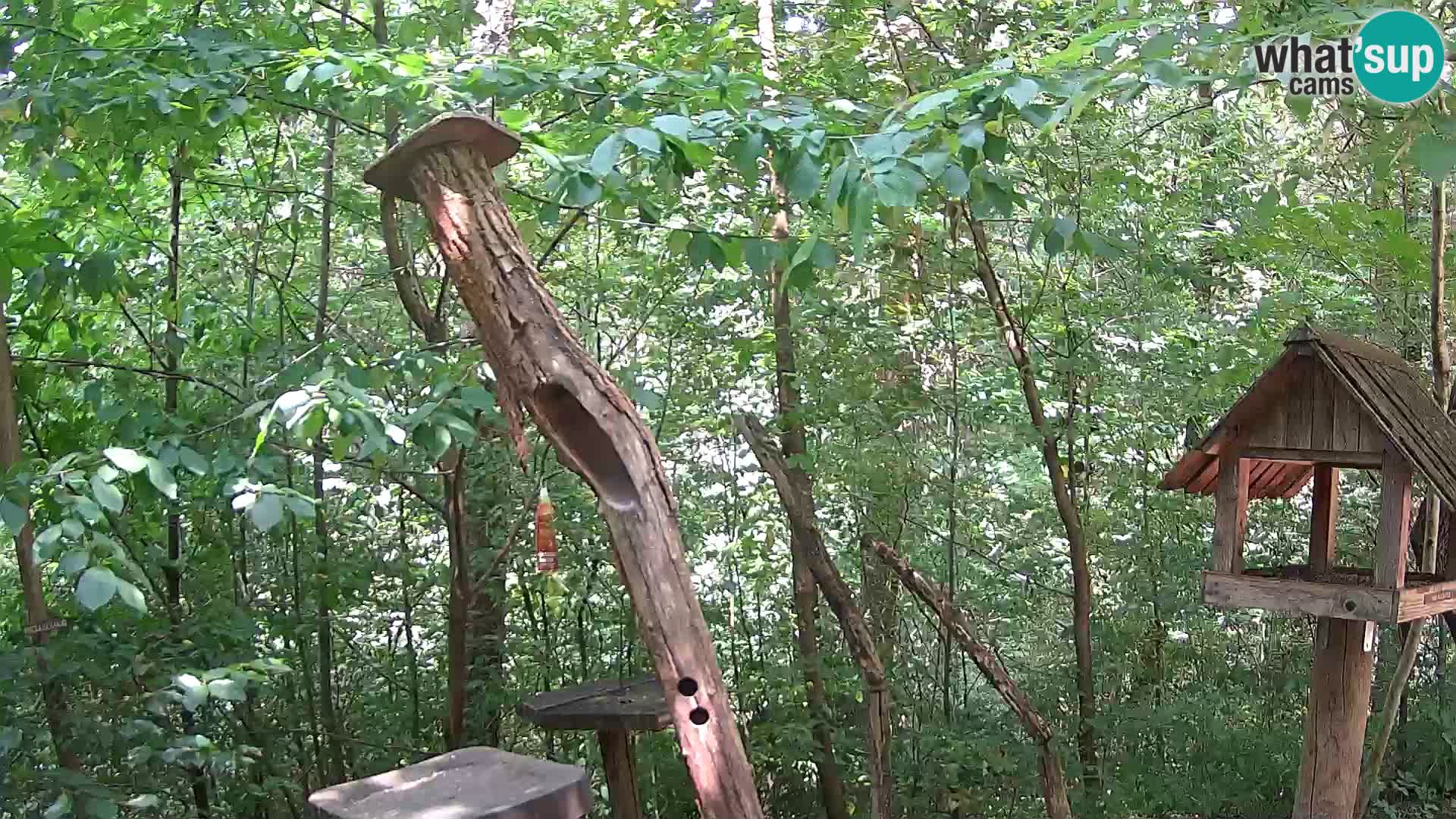 Vogelfutterhäuschen im ZOO webcam Ljubljana