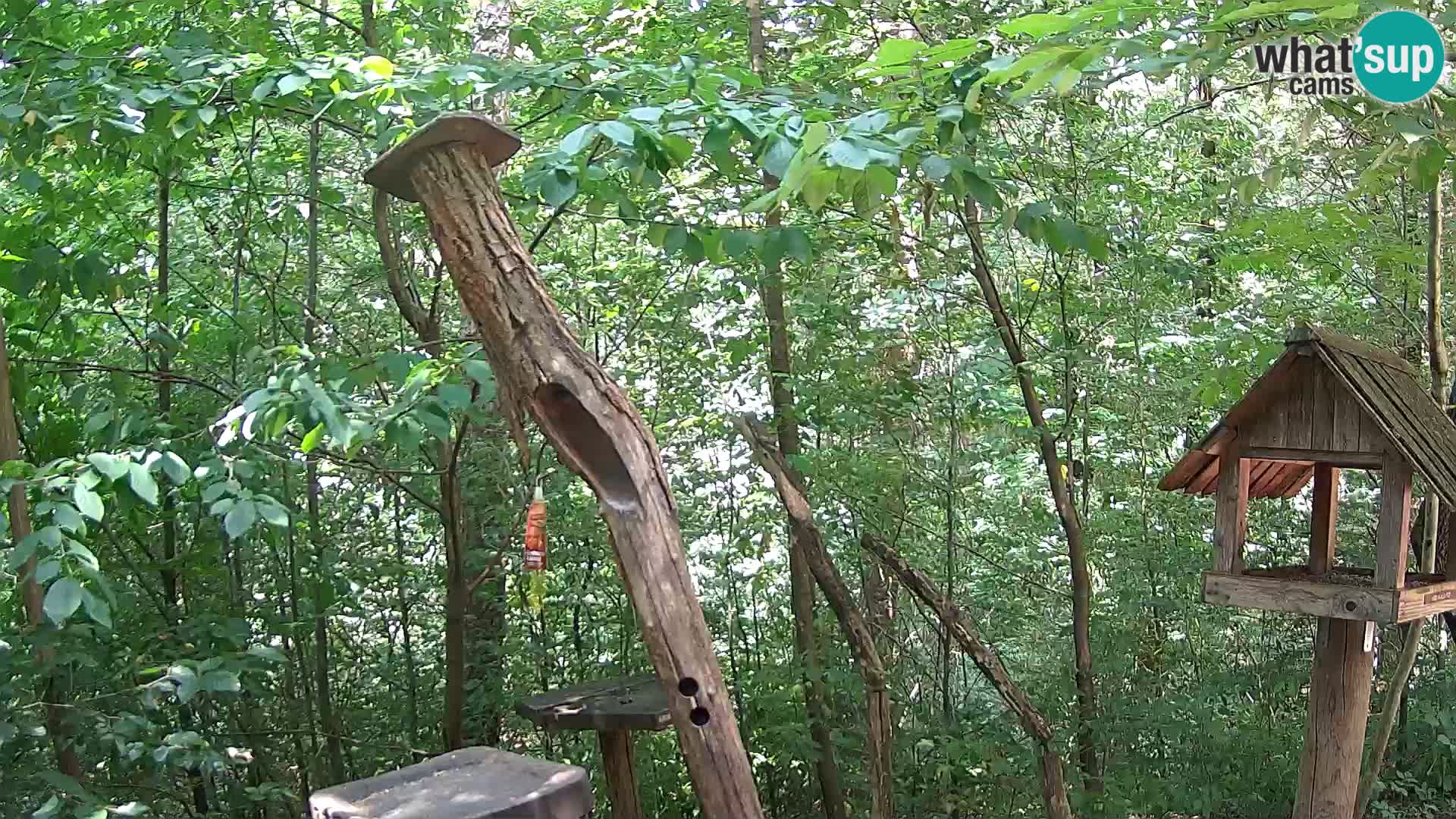 Vogelfutterhäuschen im ZOO webcam Ljubljana