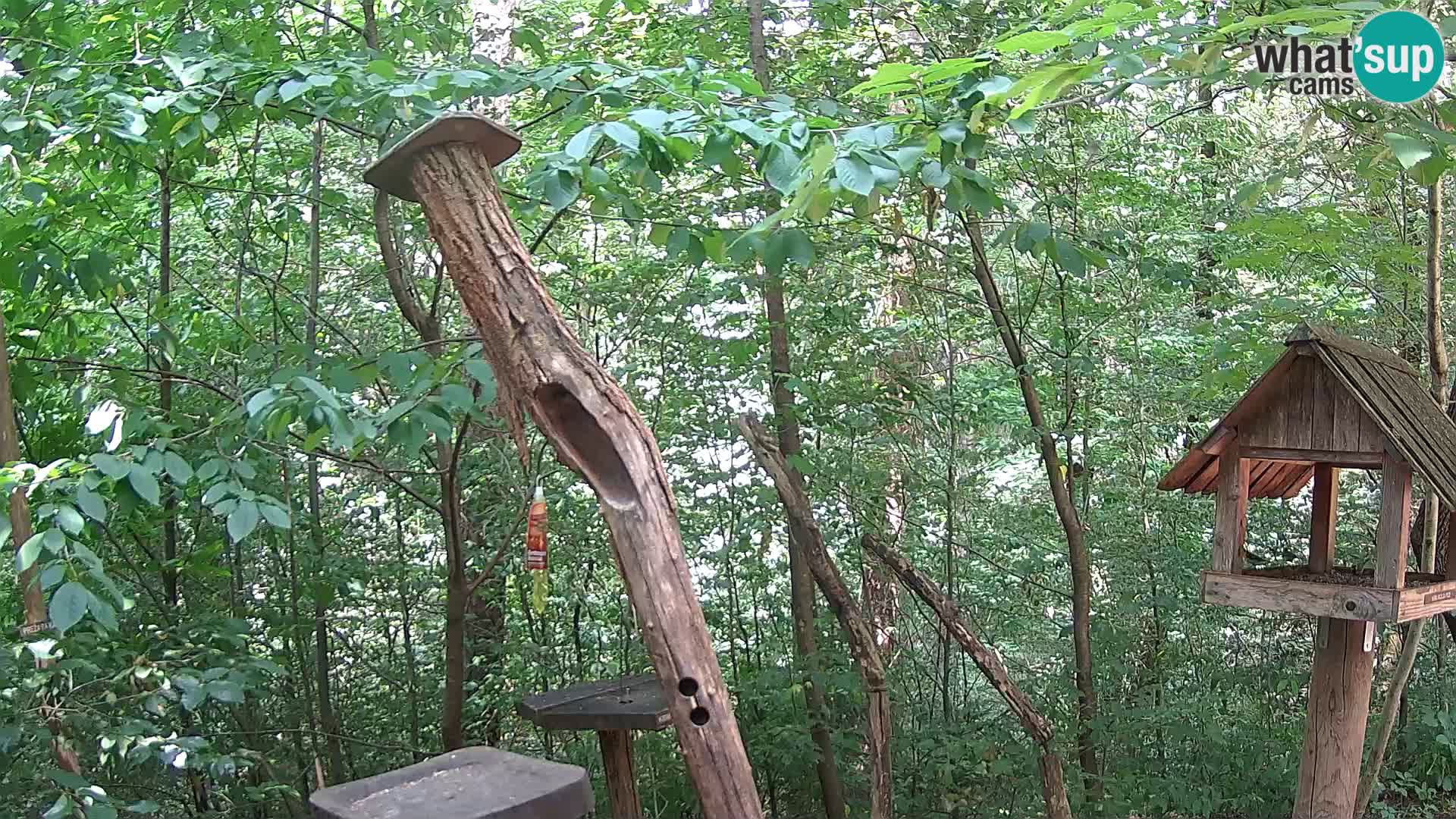 Comederos para pájaros en ZOO Ljubljana camera en vivo