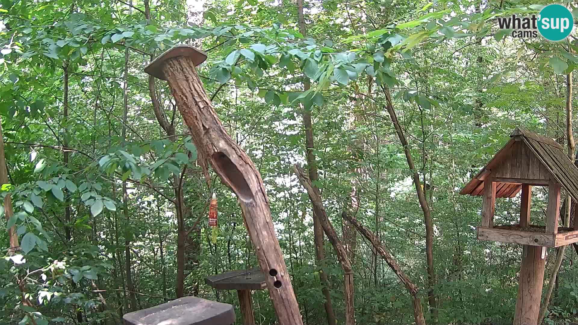 Mangiatoie per uccelli allo ZOO di Lubiana livecam