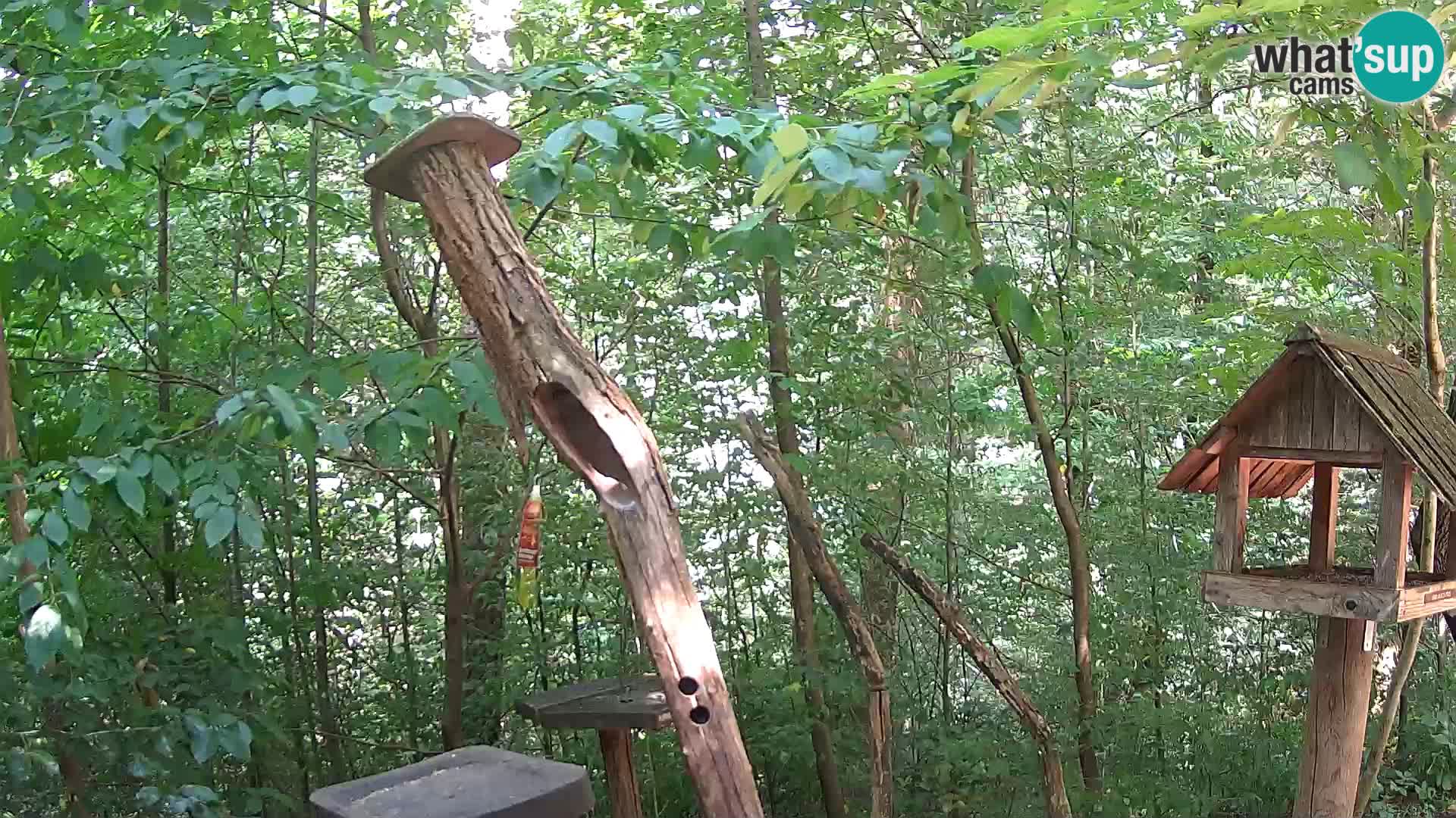 Comederos para pájaros en ZOO Ljubljana camera en vivo
