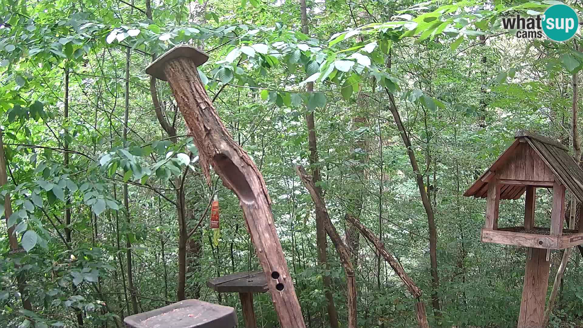 Mangeoires pour oiseaux au ZOO live webcam Ljubljana