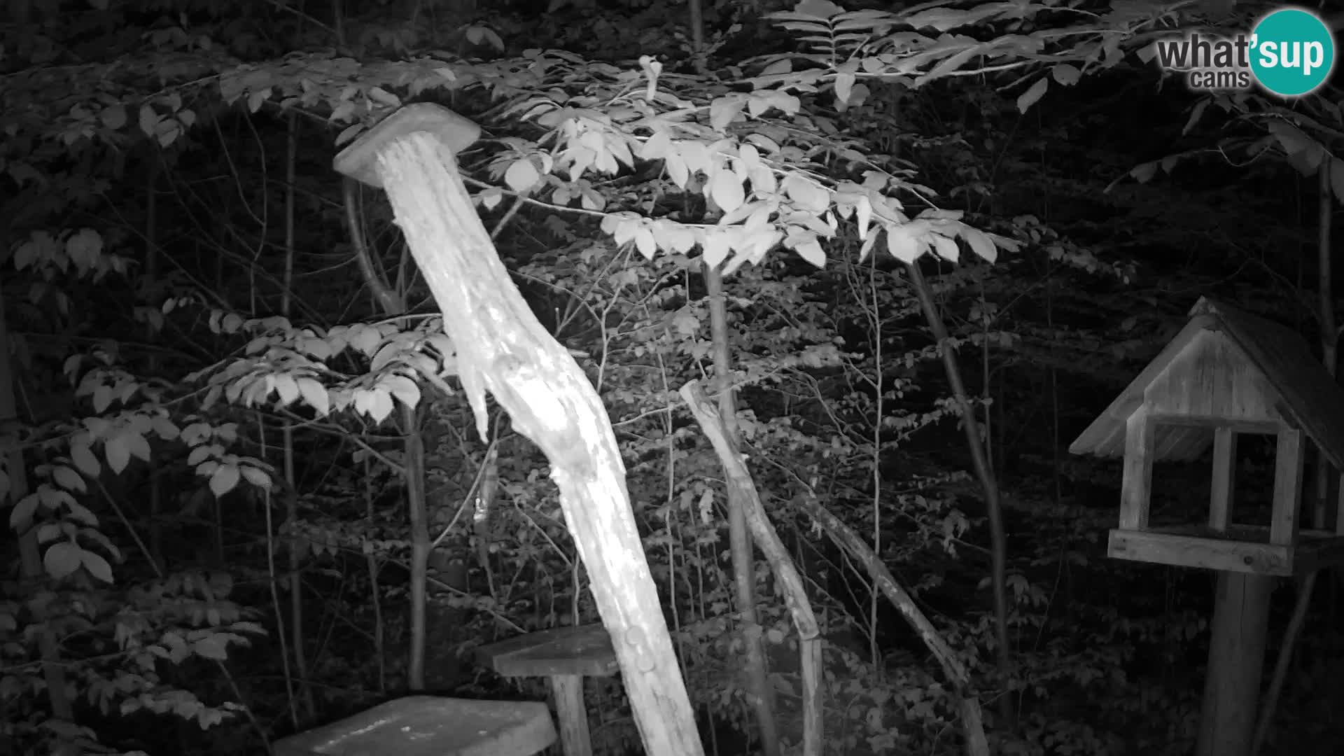 Mangiatoie per uccelli allo ZOO di Lubiana livecam