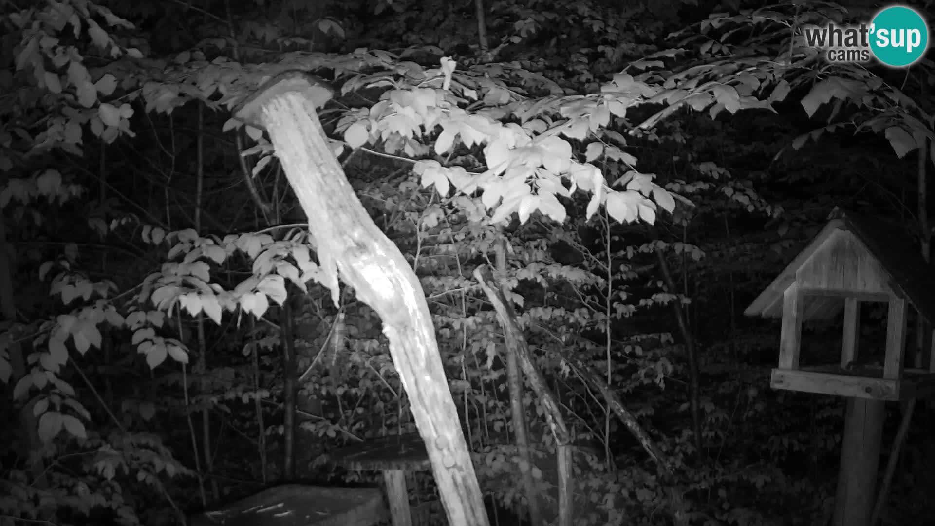 Bird feeders at ZOO Ljubljana webcam