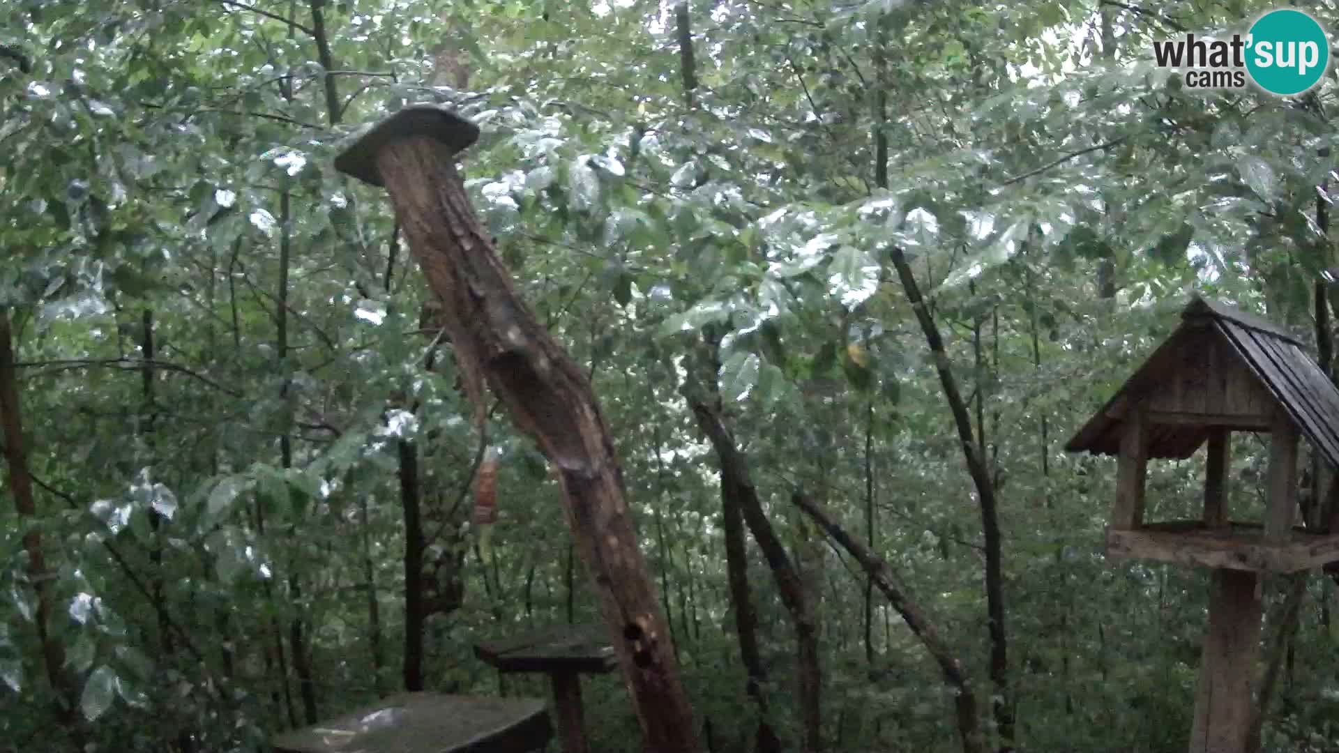 Krmilnice za ptiče v ZOO Ljubljana spletna kamera