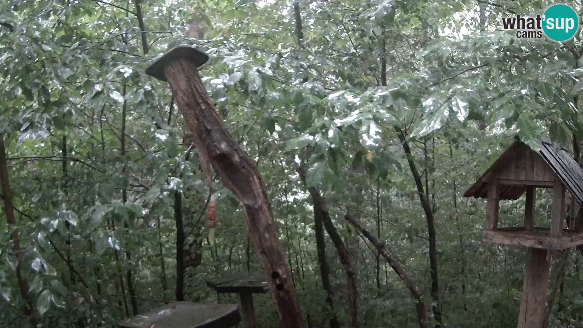 Mangiatoie per uccelli allo ZOO di Lubiana livecam
