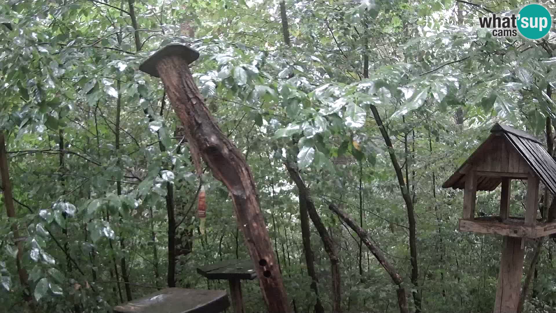 Mangiatoie per uccelli allo ZOO di Lubiana livecam