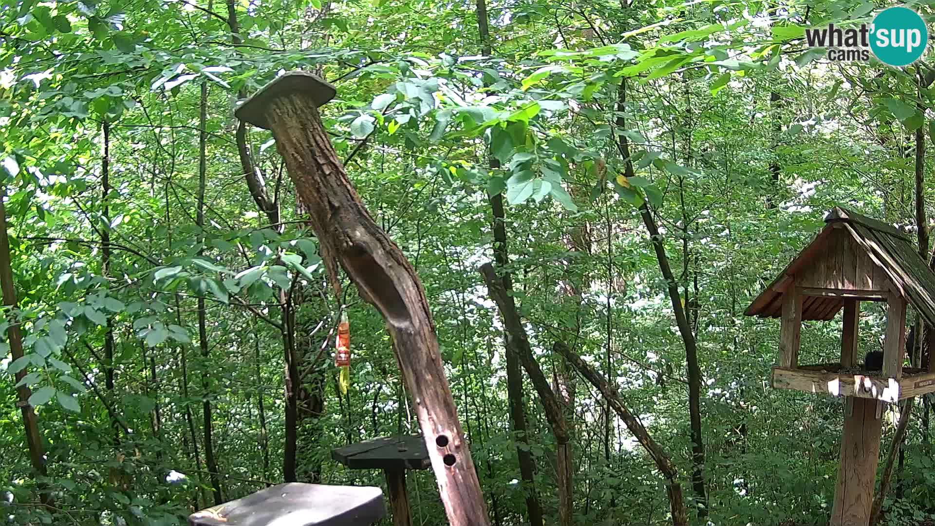 Hranilice za ptice u ZOO web kamera Ljubljana