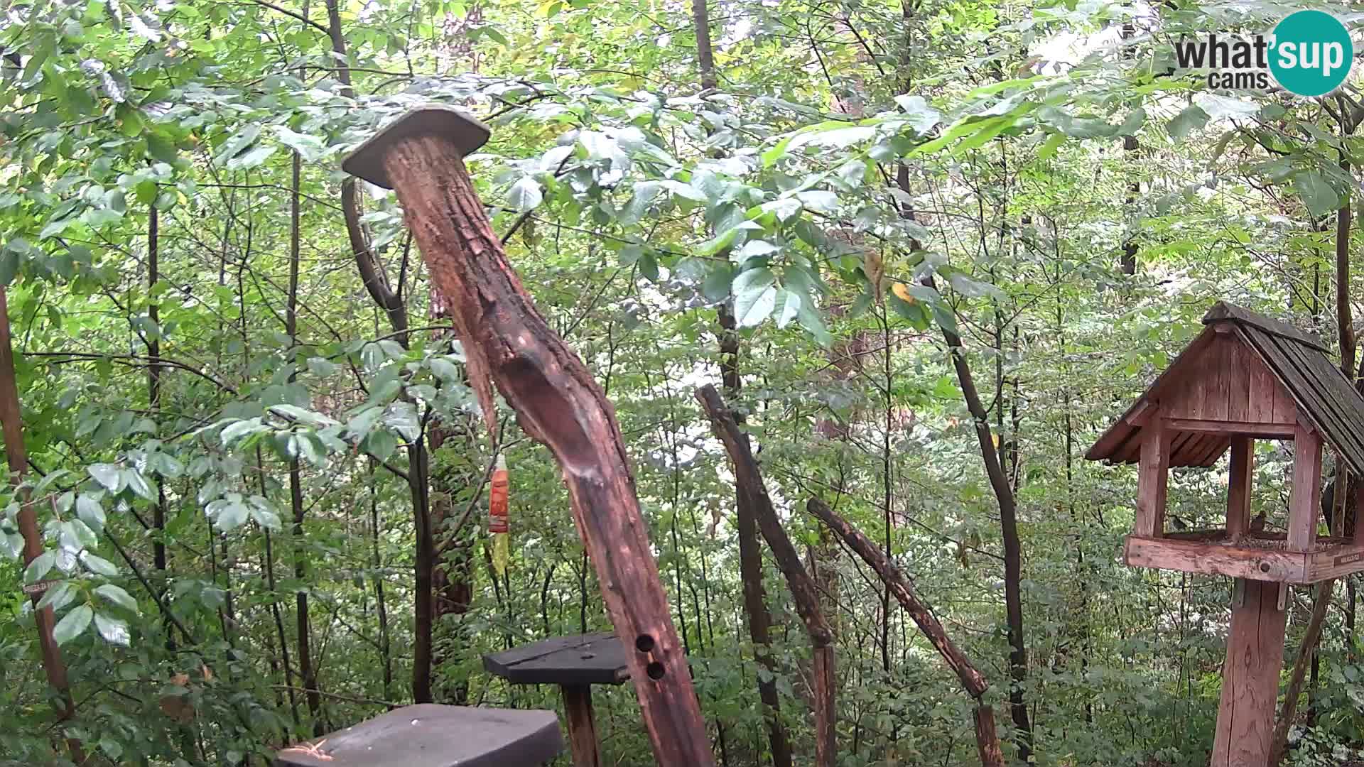 Comederos para pájaros en ZOO Ljubljana camera en vivo