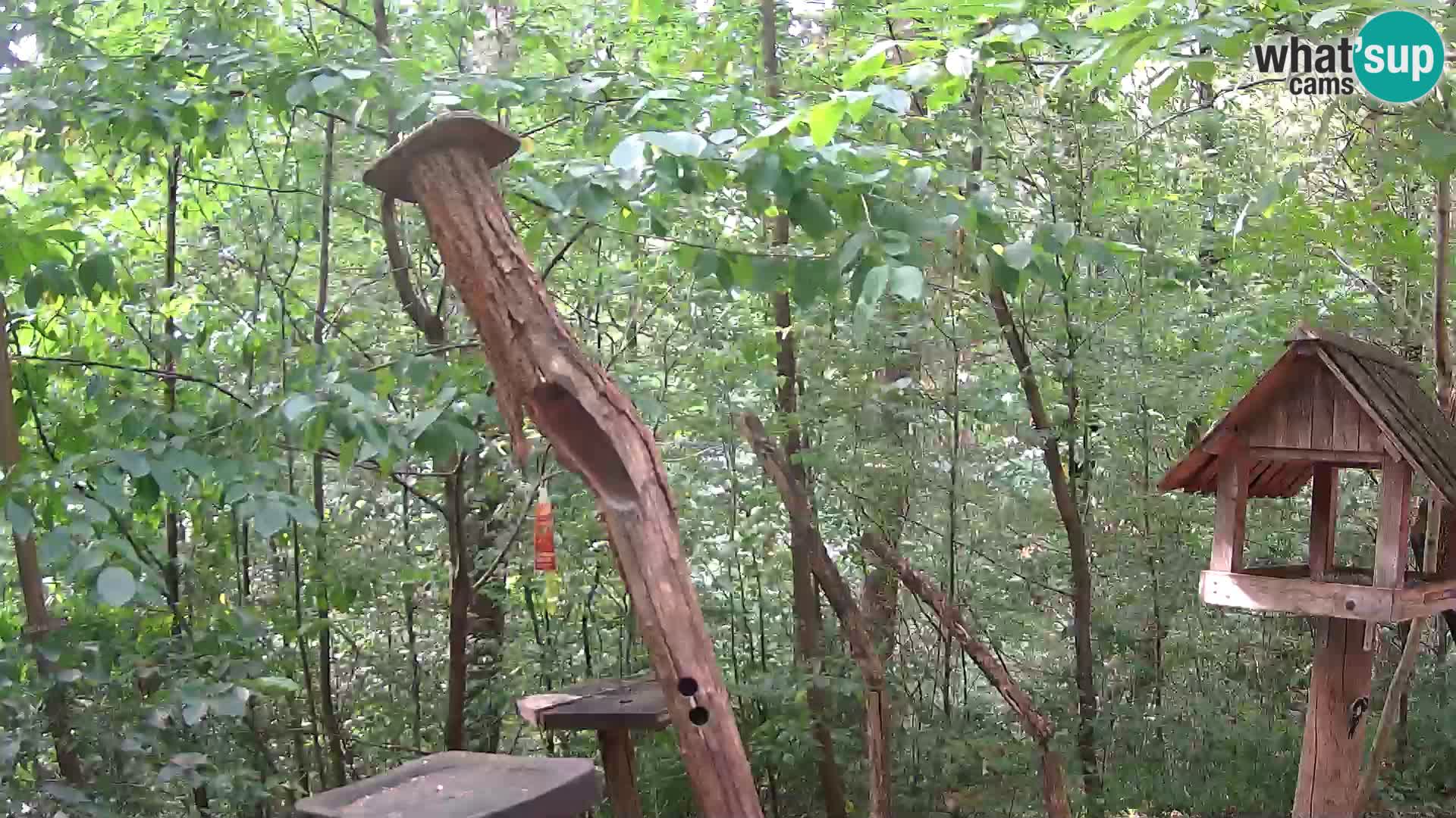 Hranilice za ptice u ZOO web kamera Ljubljana