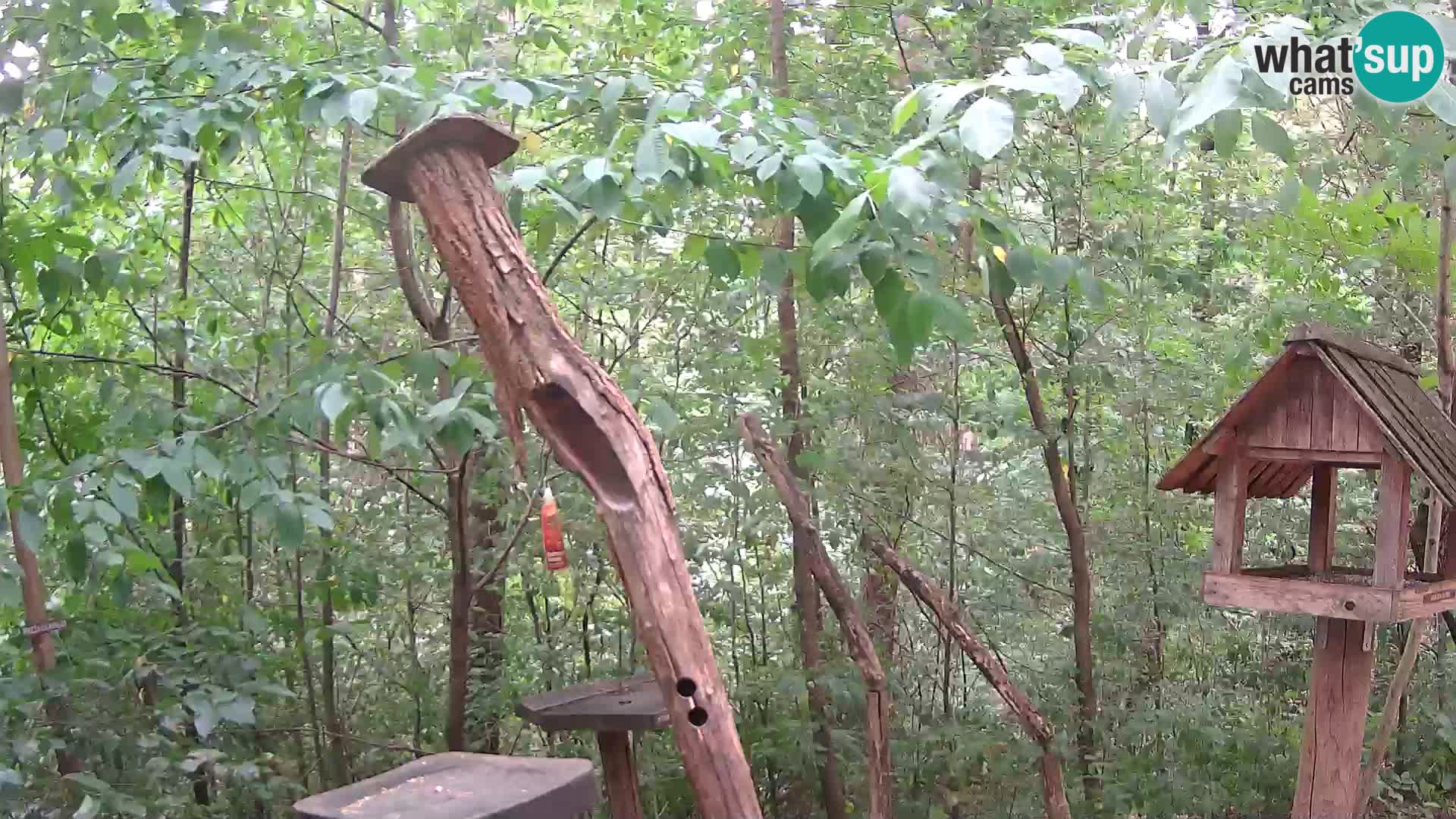 Mangiatoie per uccelli allo ZOO di Lubiana livecam
