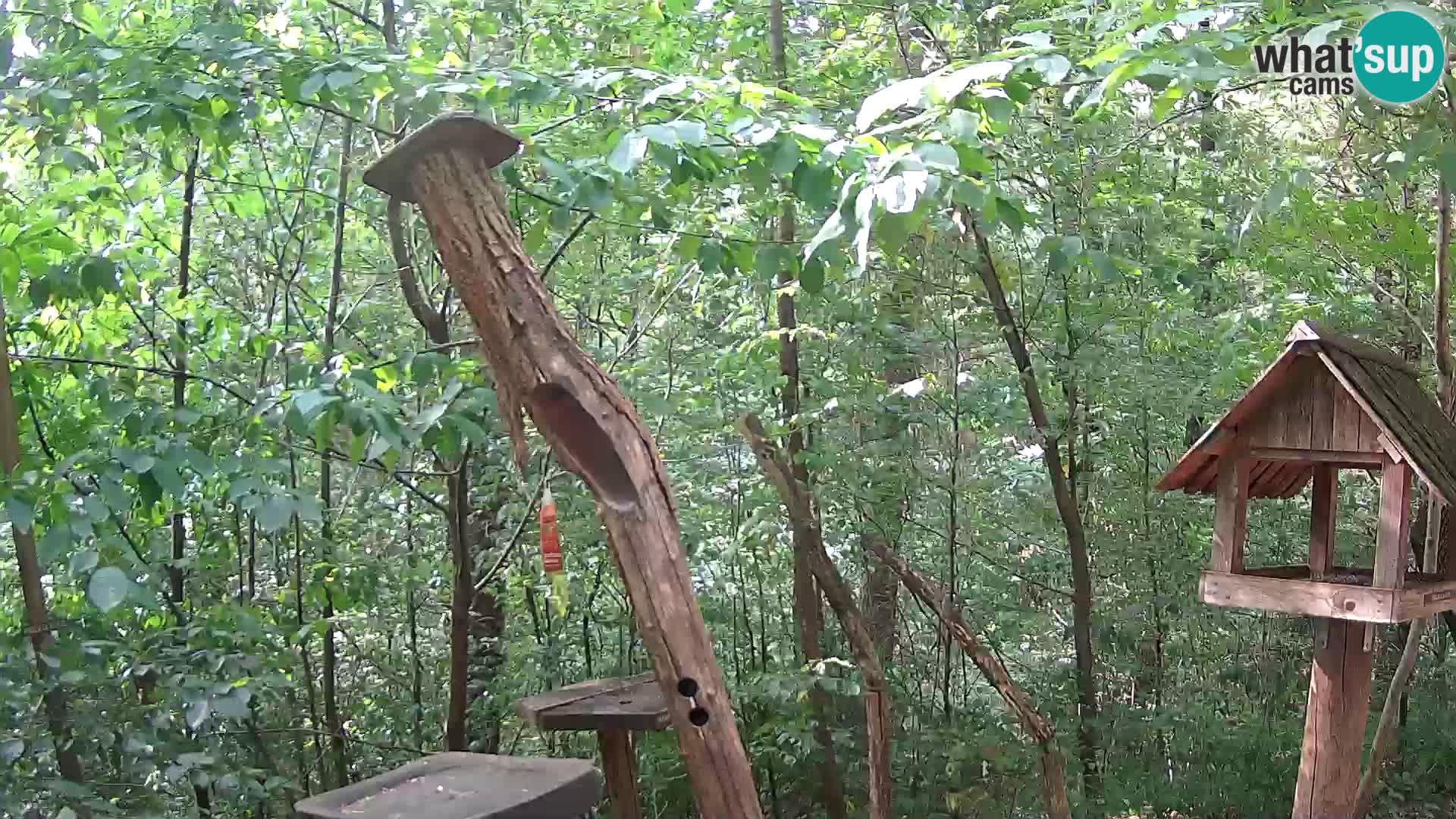 Comederos para pájaros en ZOO Ljubljana camera en vivo