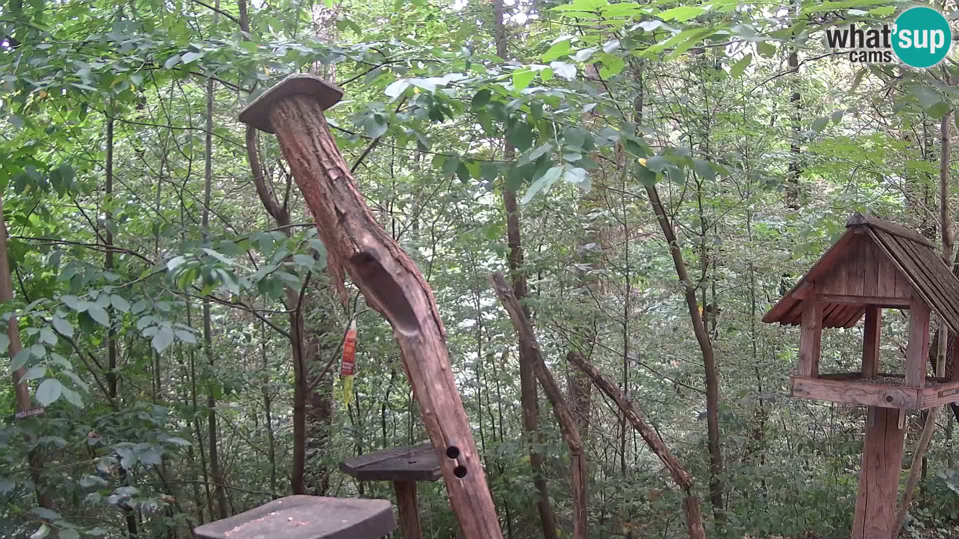Bird feeders at ZOO Ljubljana webcam