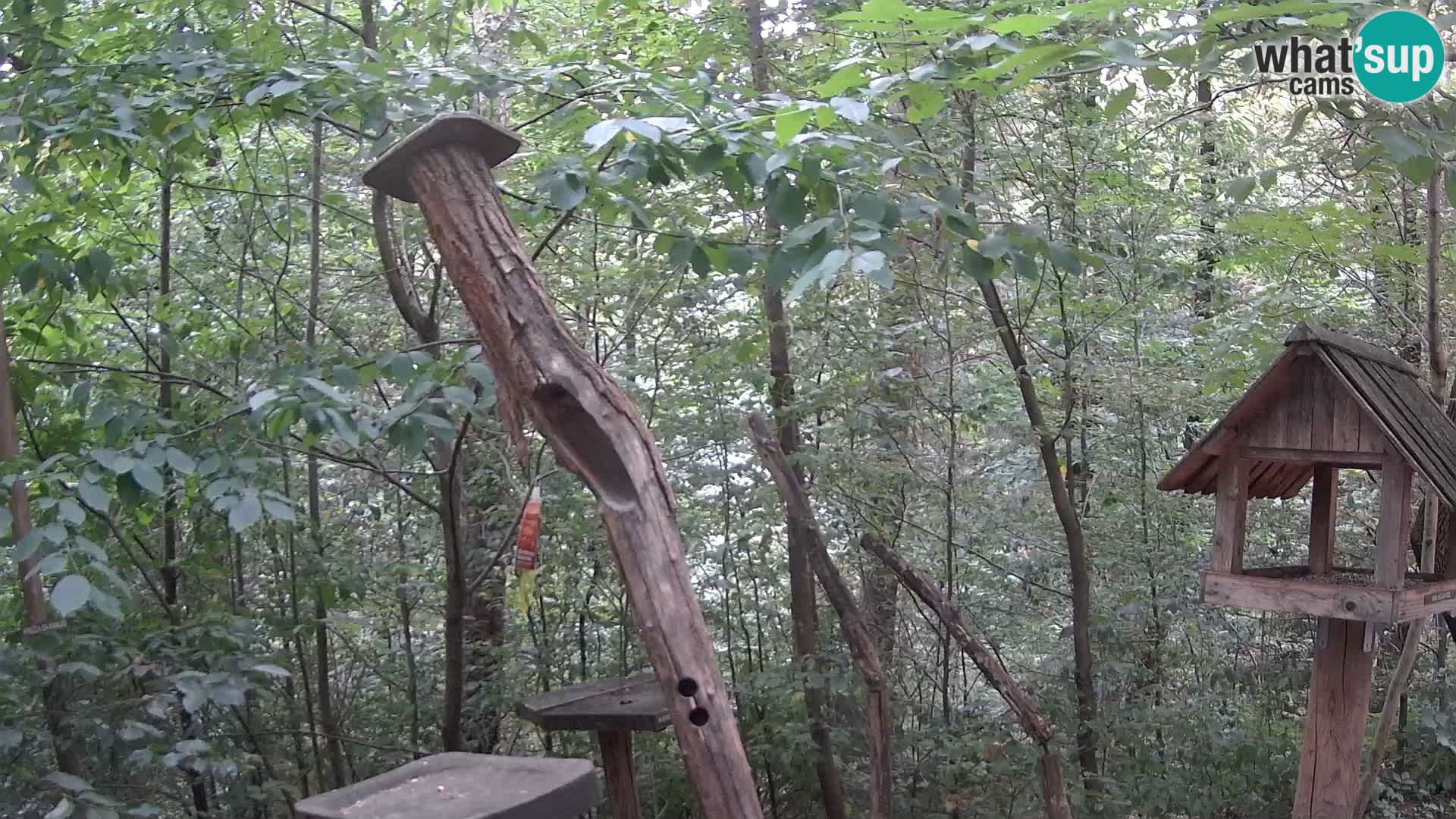 Comederos para pájaros en ZOO Ljubljana camera en vivo