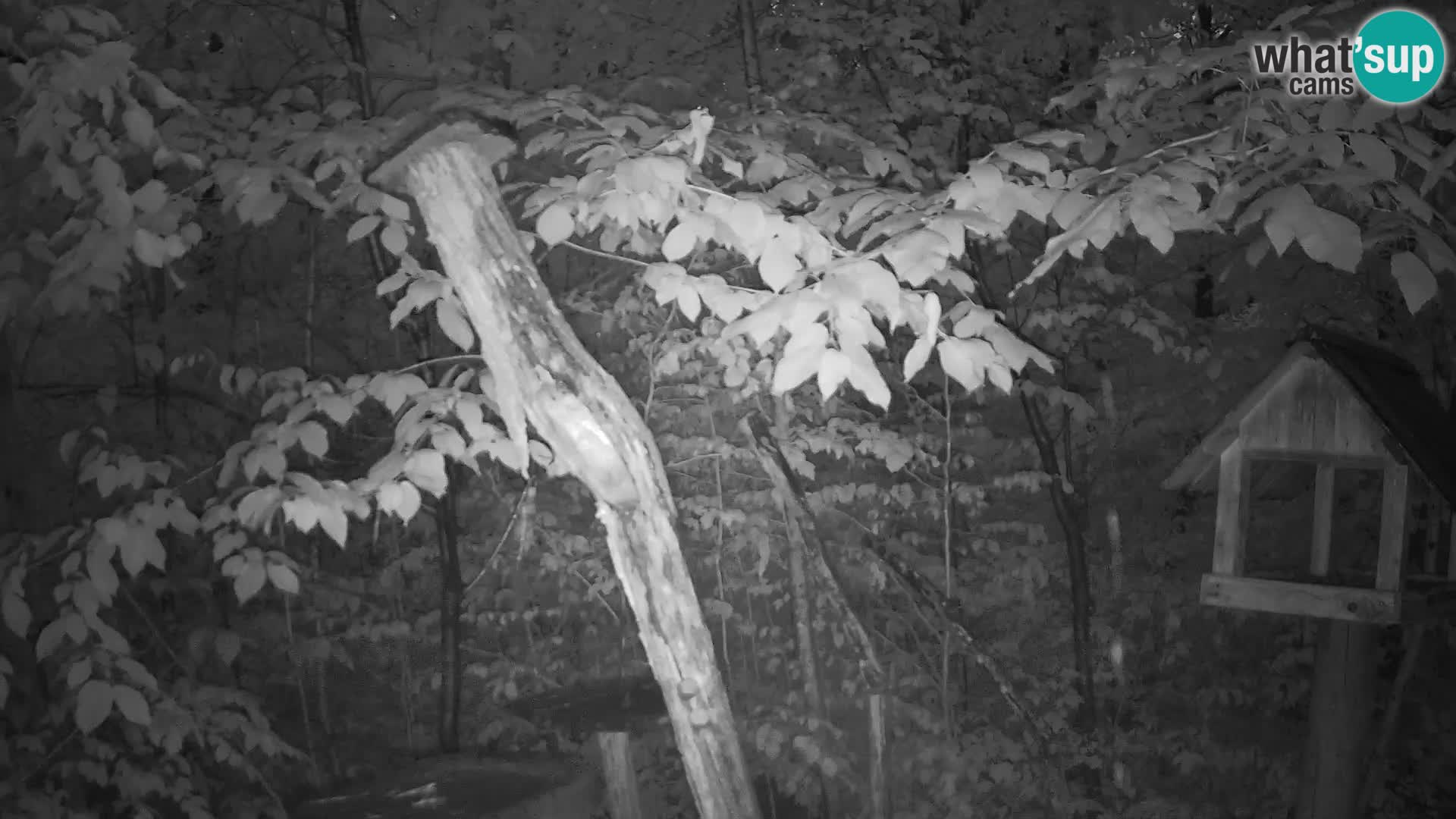Vogelfutterhäuschen im ZOO webcam Ljubljana