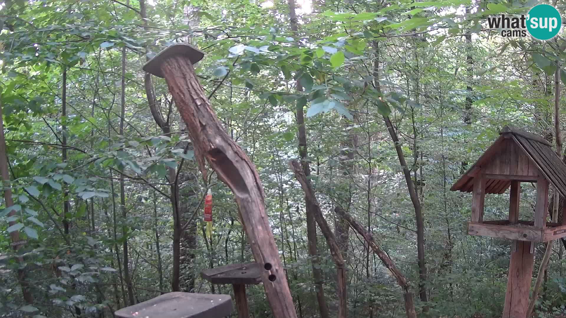 Bird feeders at ZOO Ljubljana webcam