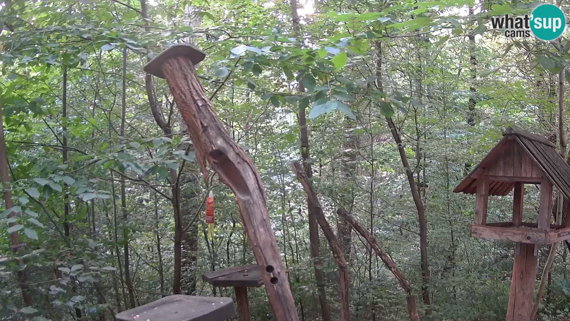 Bird feeders at ZOO Ljubljana webcam