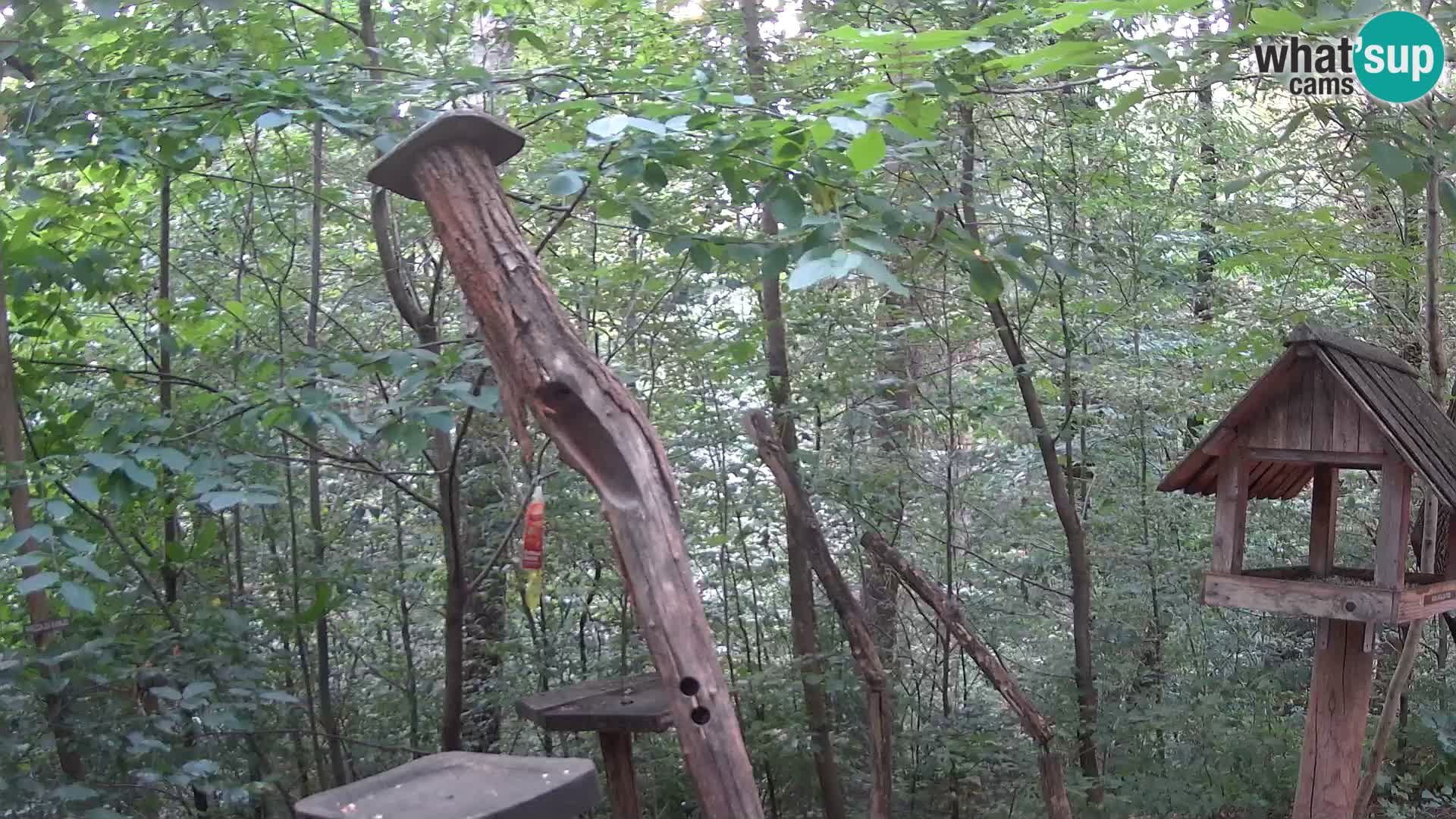 Krmilnice za ptiče v ZOO Ljubljana spletna kamera