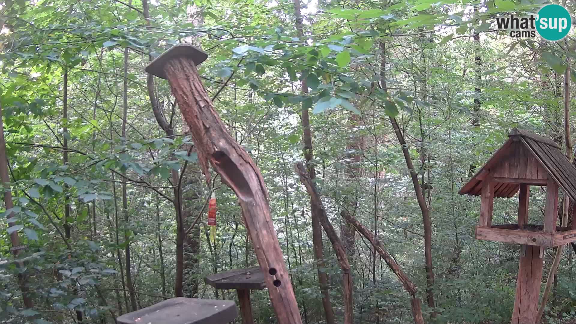 Krmilnice za ptiče v ZOO Ljubljana spletna kamera