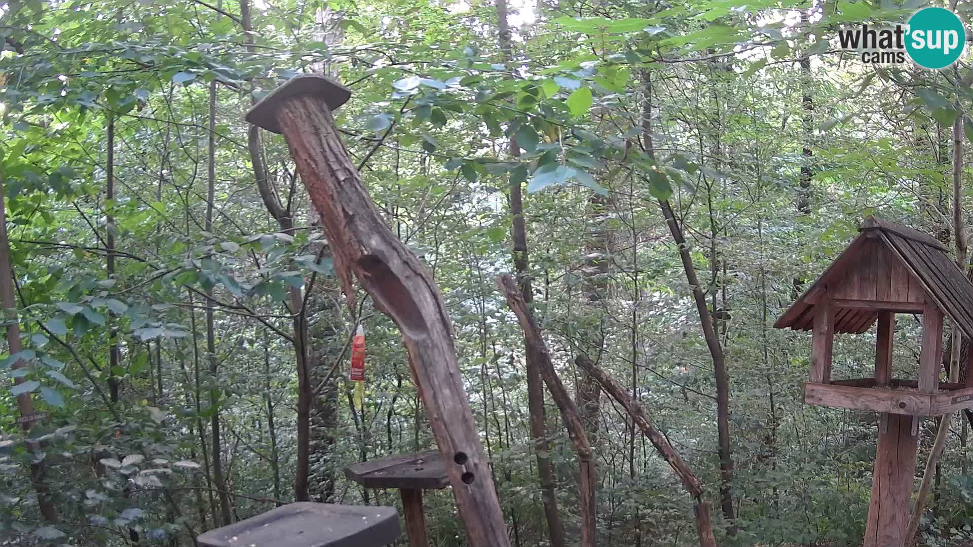 Bird feeders at ZOO Ljubljana webcam