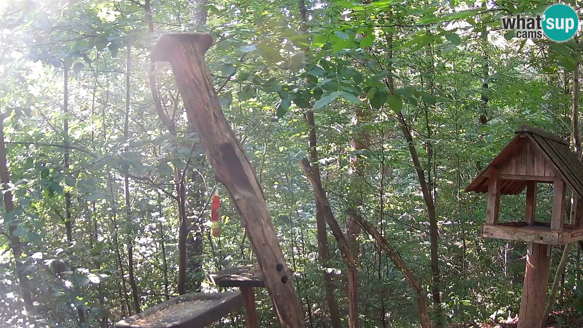 Vogelfutterhäuschen im ZOO webcam Ljubljana