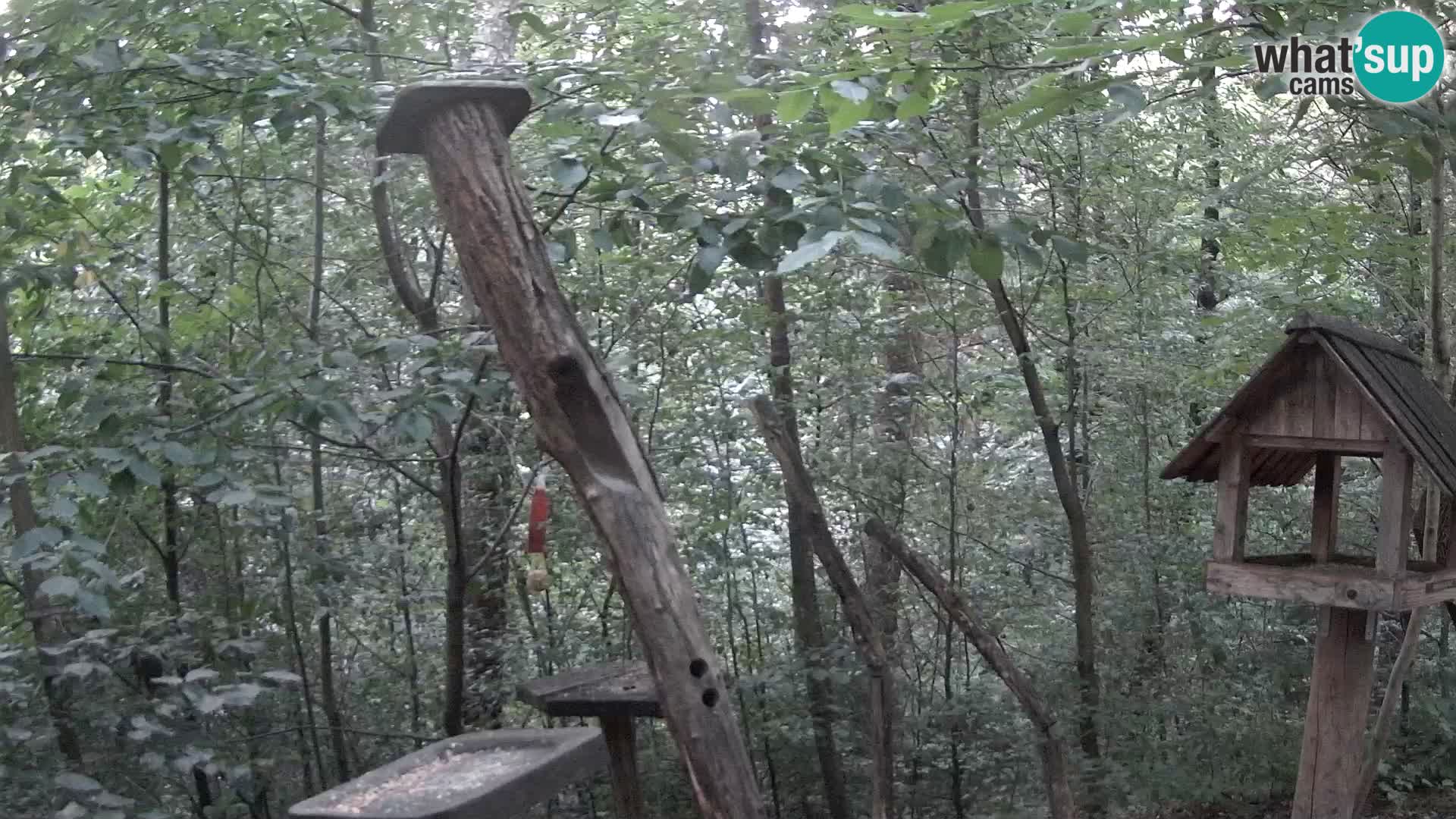 Mangeoires pour oiseaux au ZOO live webcam Ljubljana